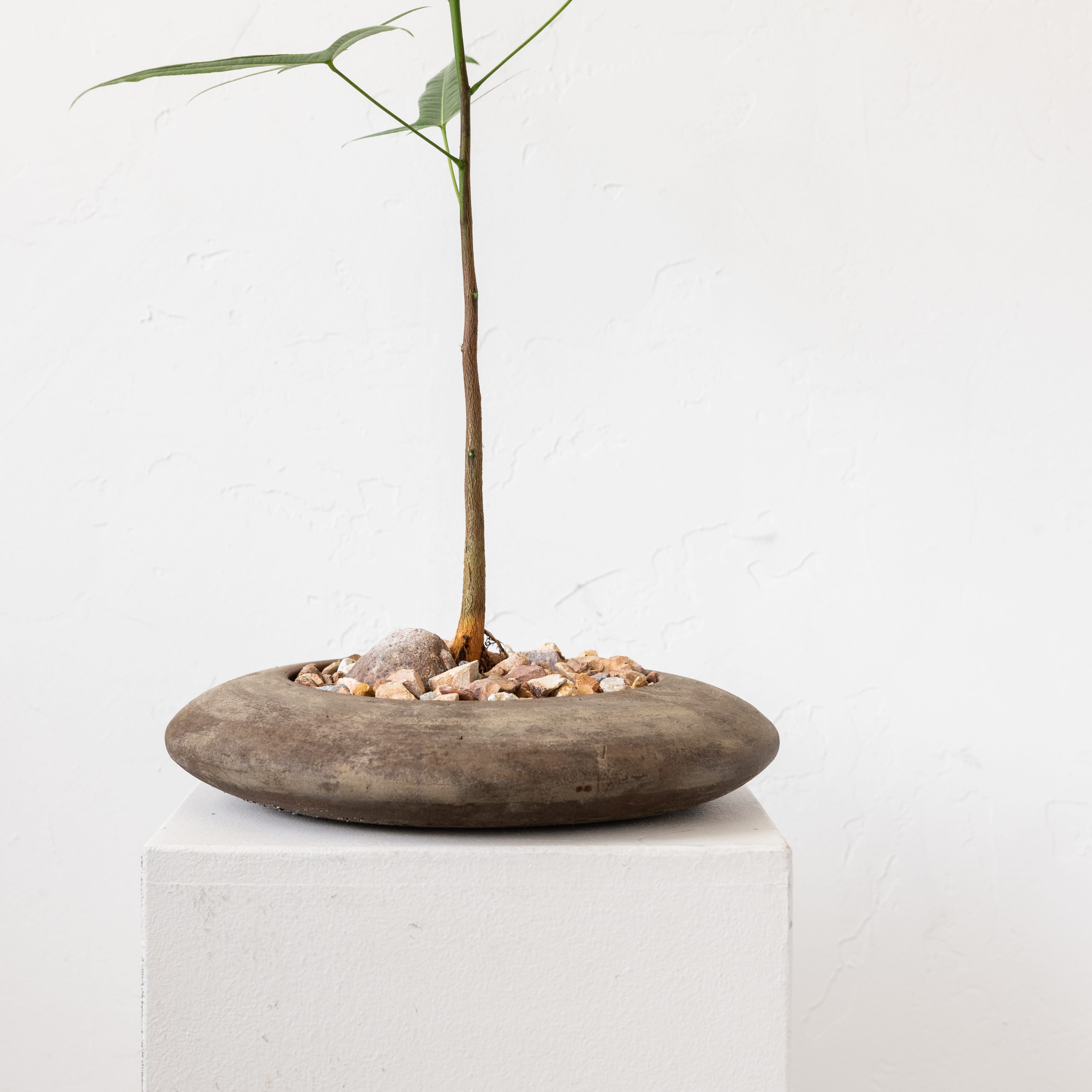 +COOP Live Plants Brachychiton in Disc-shaped Vessel