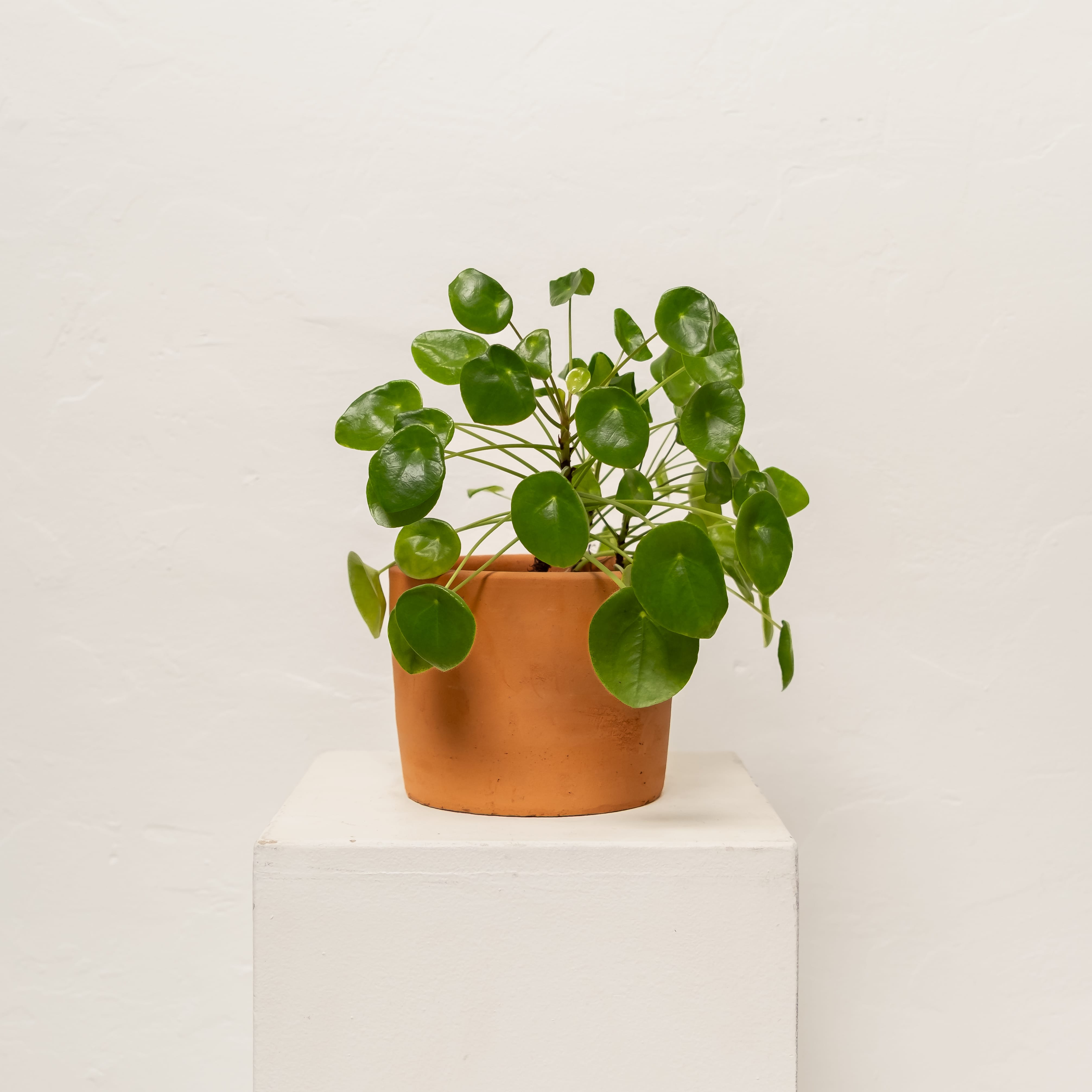 +COOP Live Plants Chinese Money Plant in Terracotta Planter