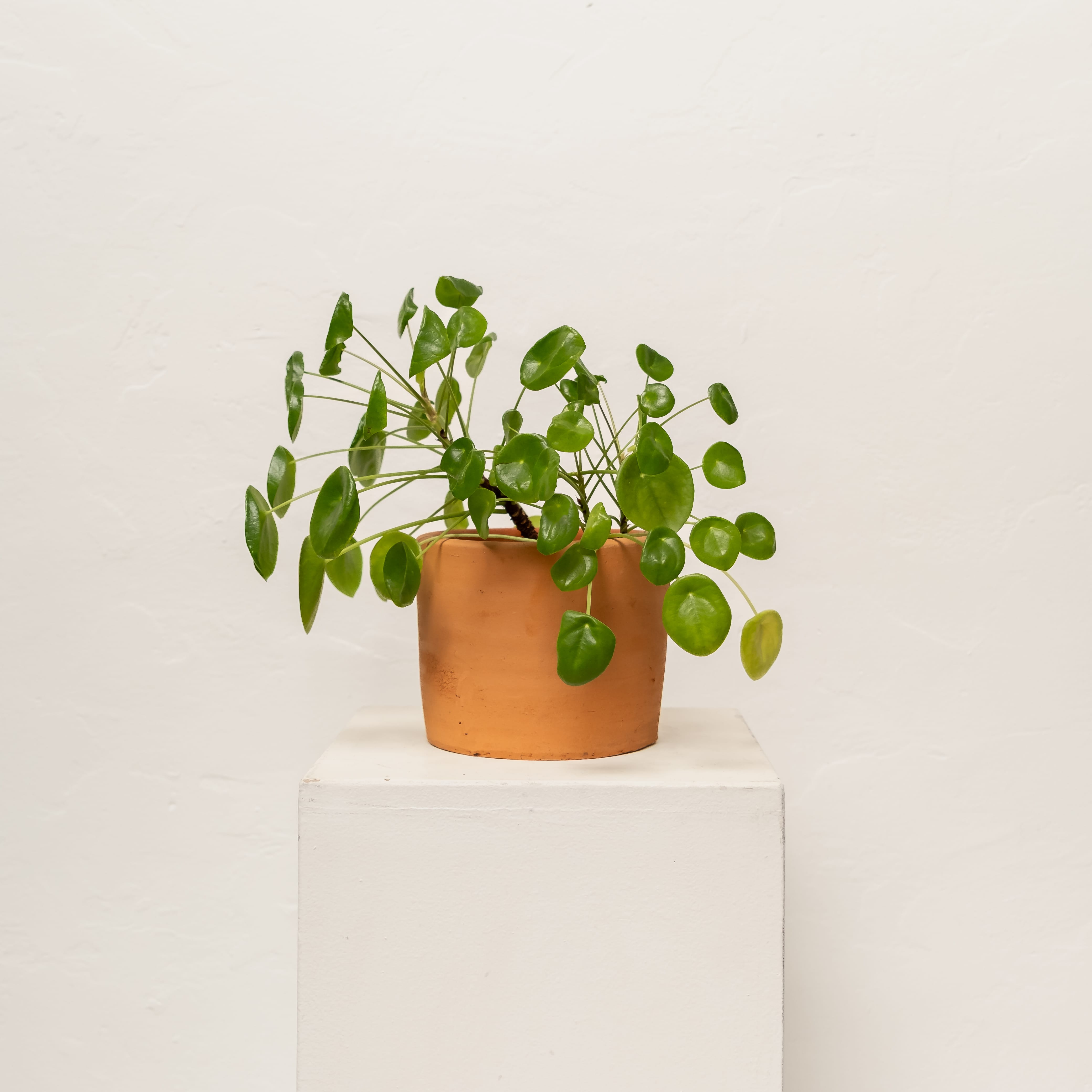 +COOP Live Plants Chinese Money Plant in Terracotta Planter