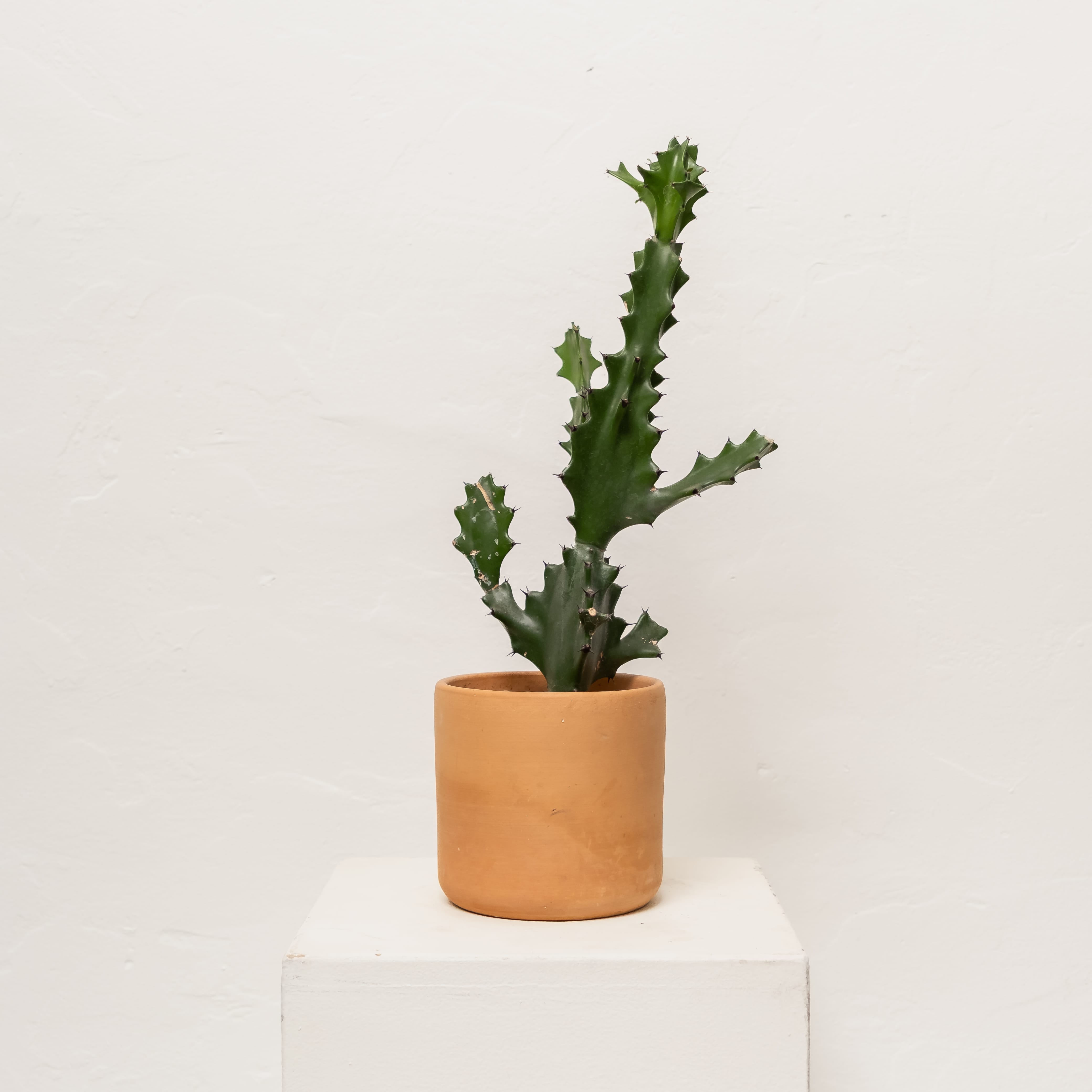 +COOP Live Plants Euphorbia Cactus in Terracotta Vessel