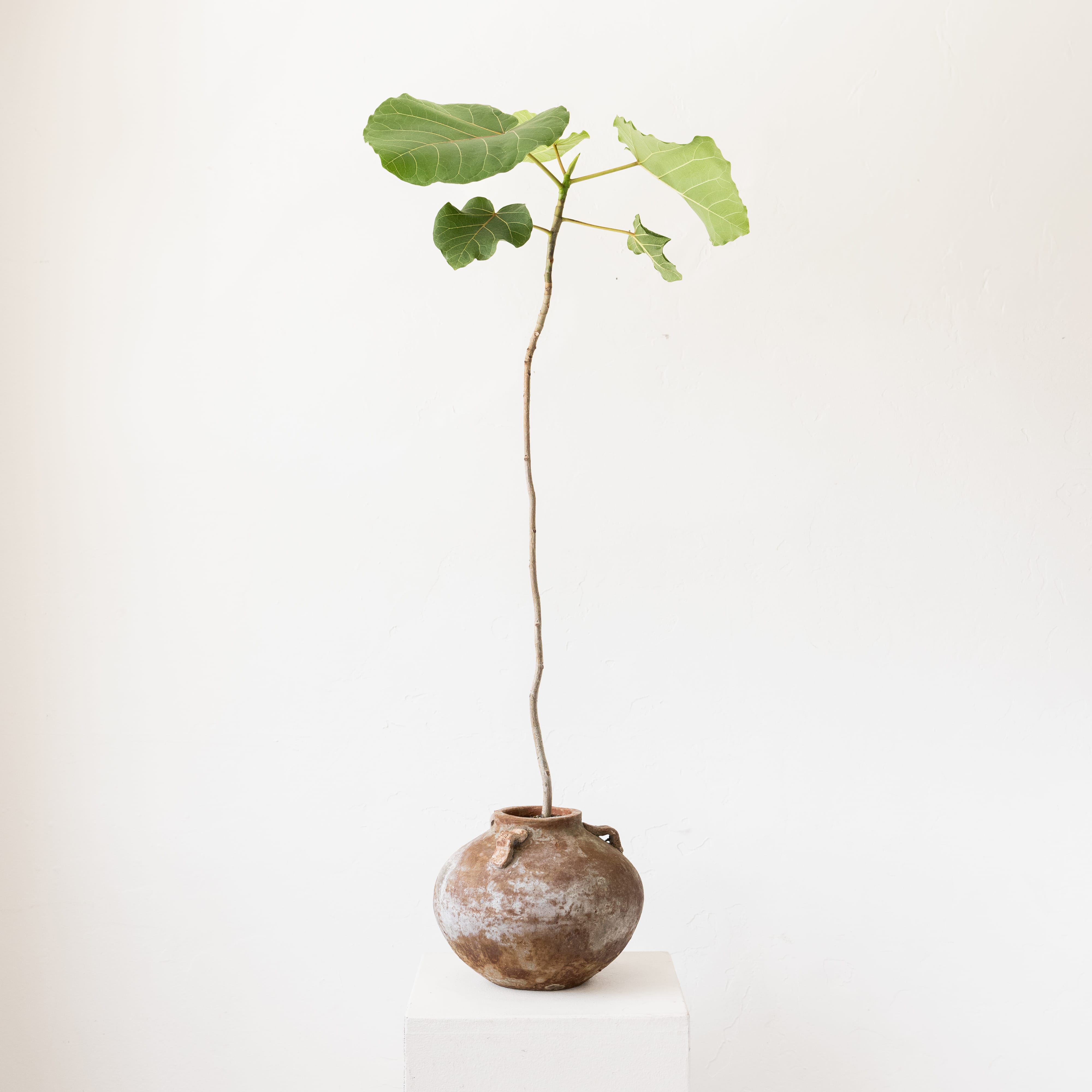 +COOP Live Plants Ficus Petiolaris in Antique Vietnamese Pot