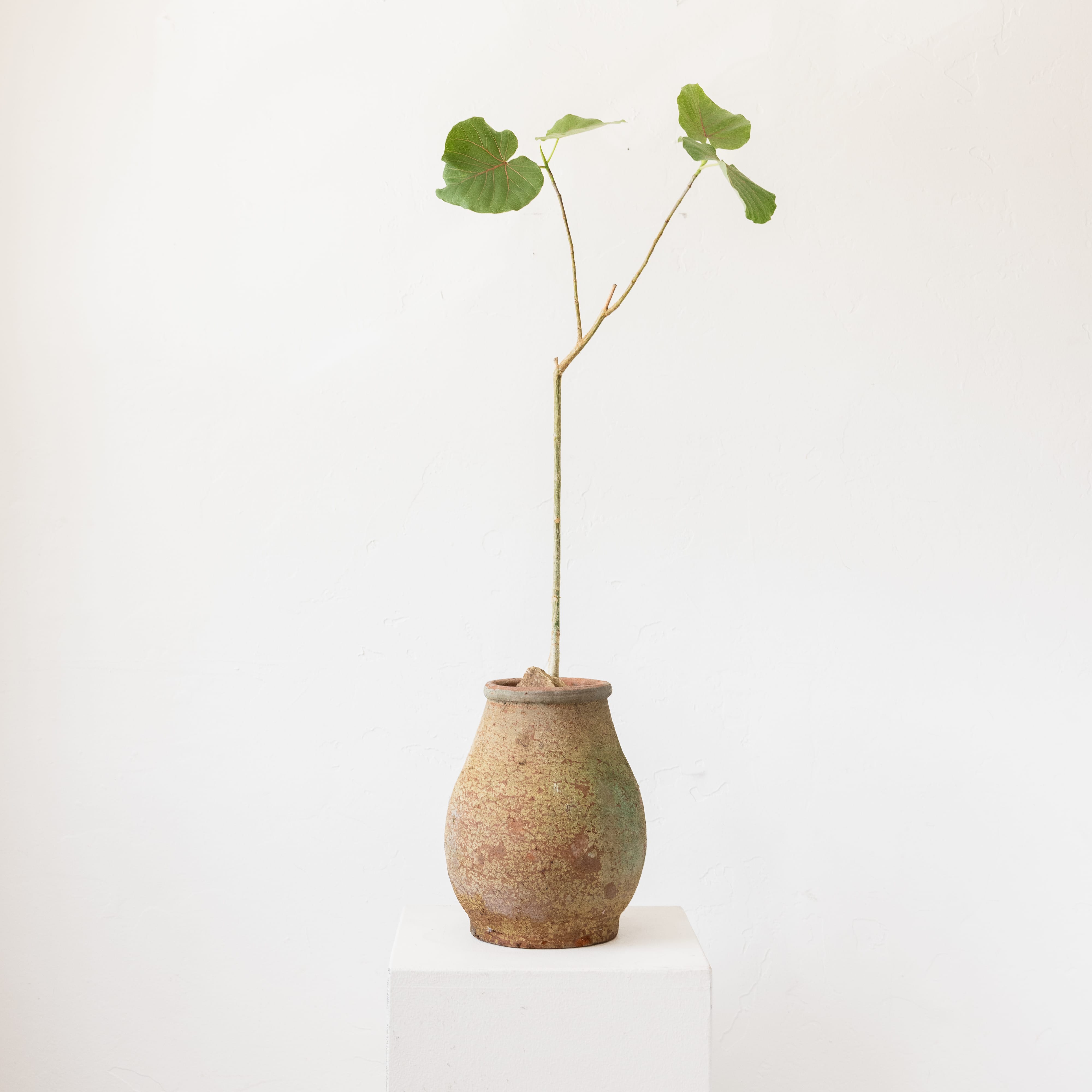 +COOP Live Plants Ficus Petiolaris in Terracotta Vessel