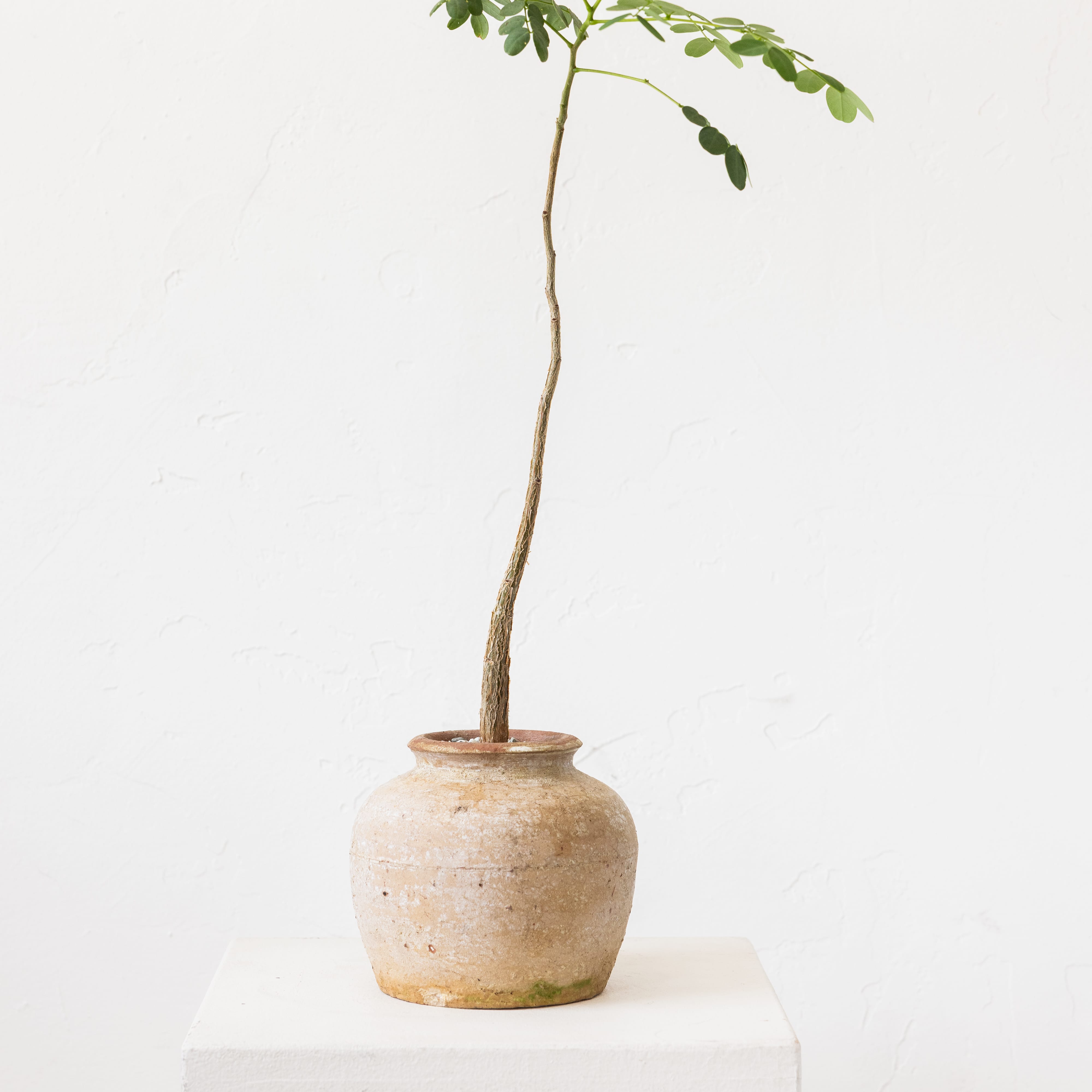 +COOP Live Plants Legume Tree in Terracotta Vessel