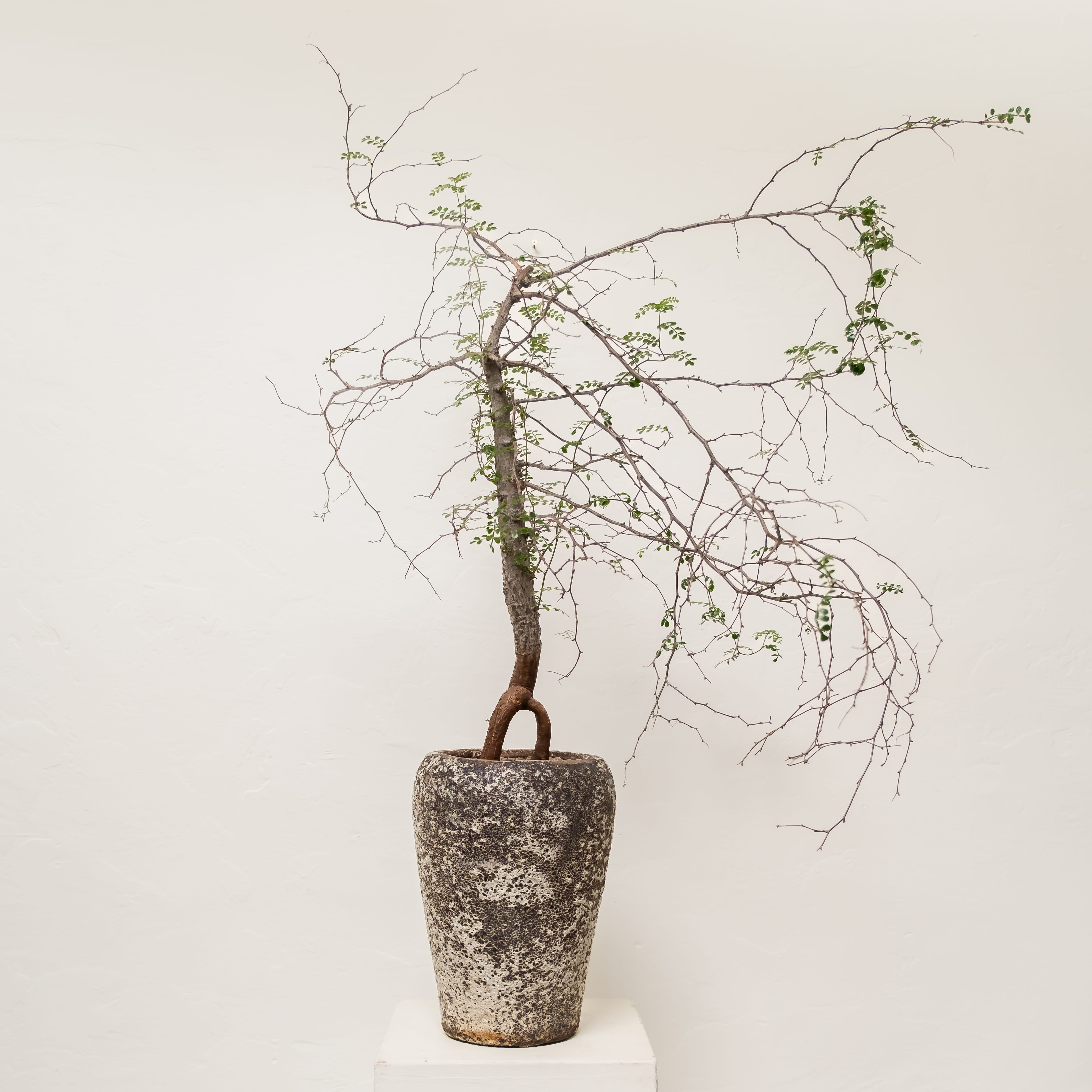 +COOP Live Plants Operculicarya Decaryi in Weathered Vessel