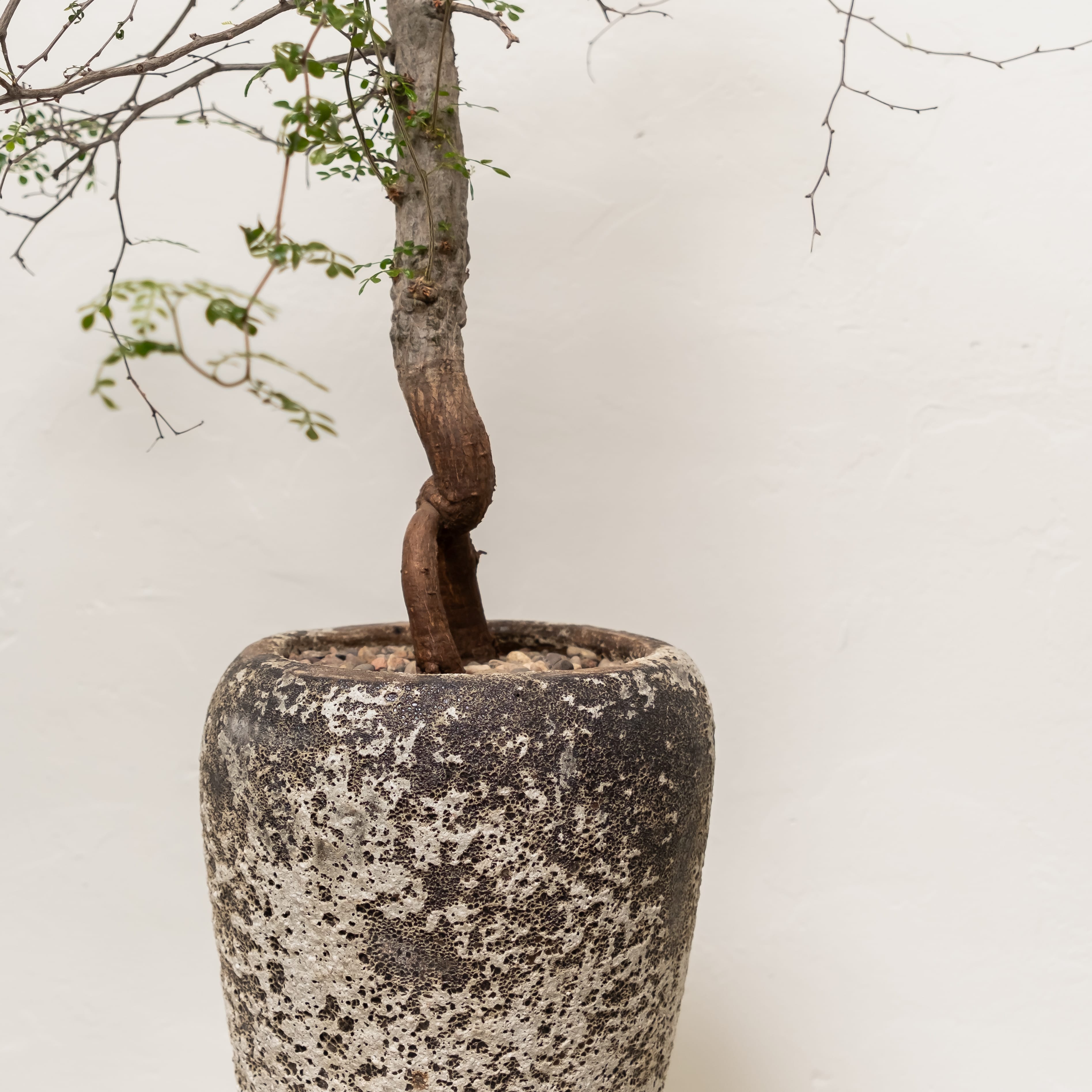 +COOP Live Plants Operculicarya Decaryi in Weathered Vessel