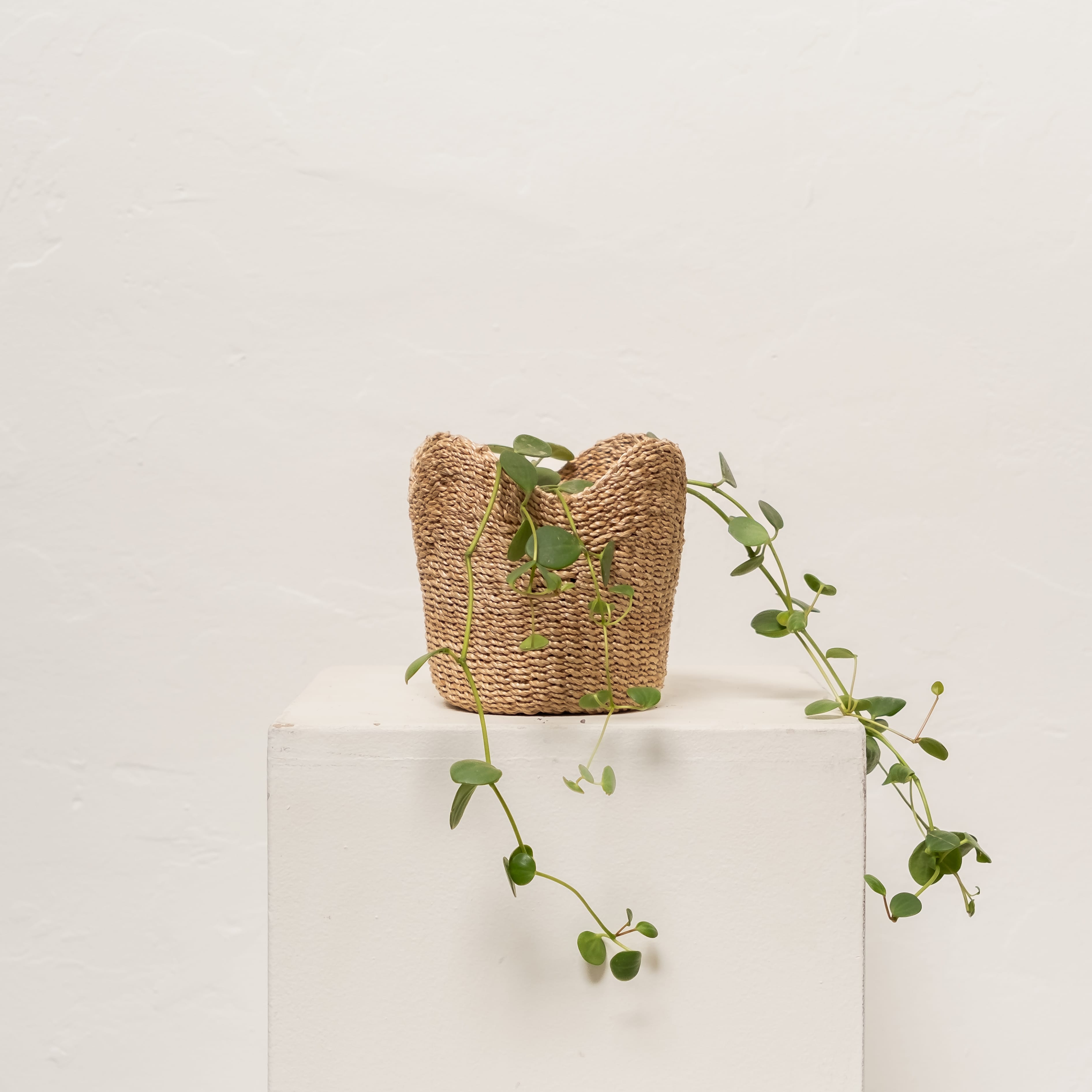 +COOP Live Plants Peperomia in Scallop Basket