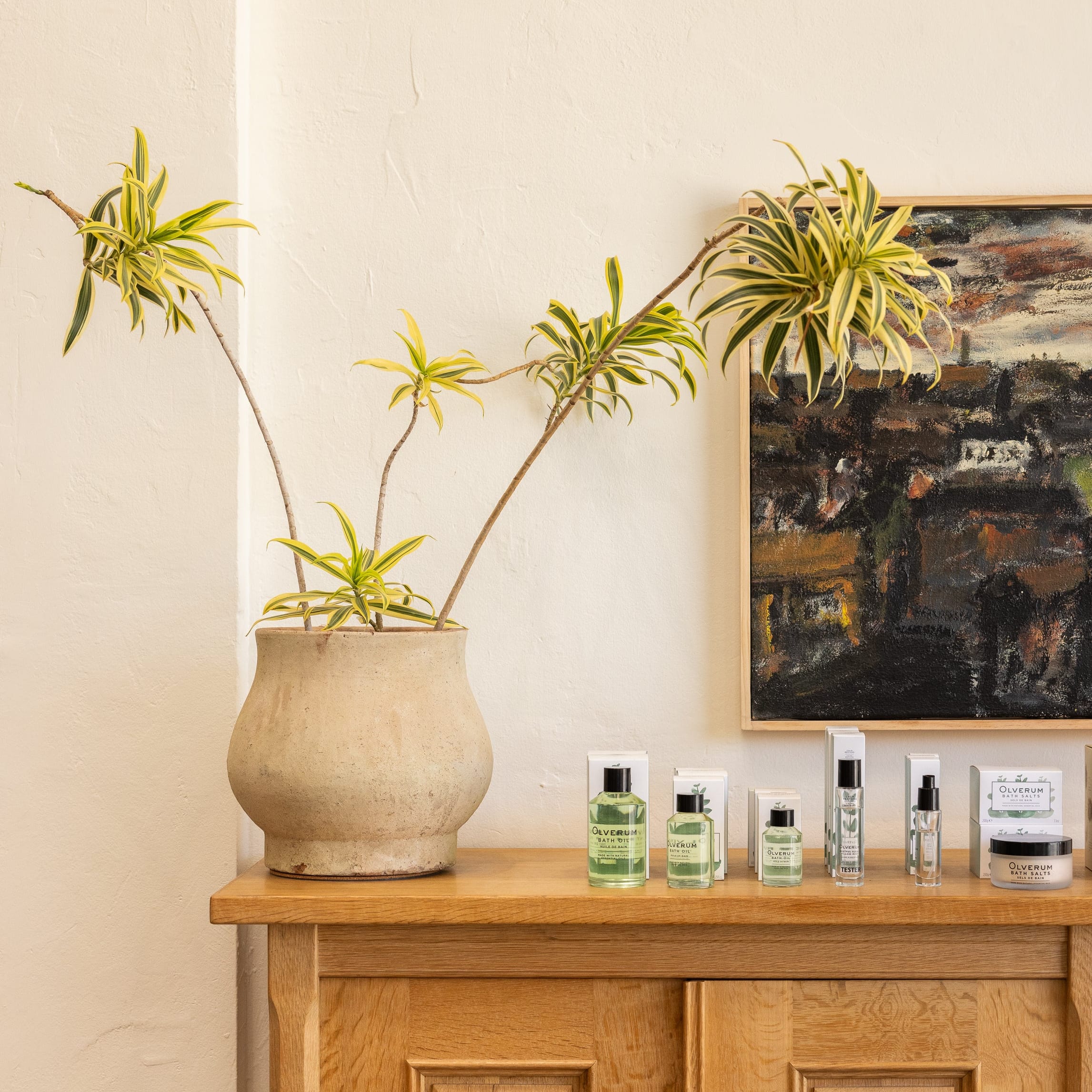 +COOP Live Plants Pleomele in Brushed Natural Vessel