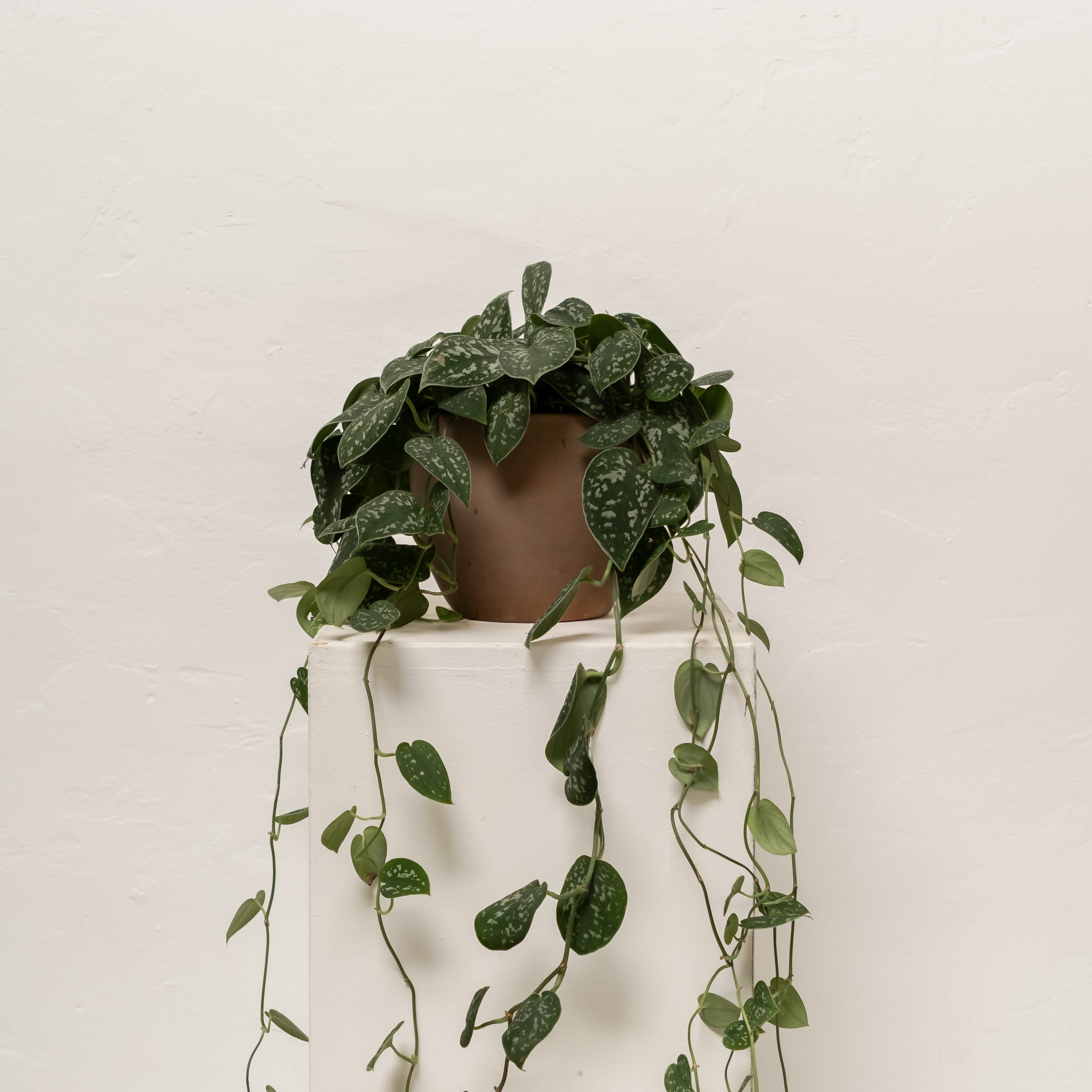 Silver Satin Pothos