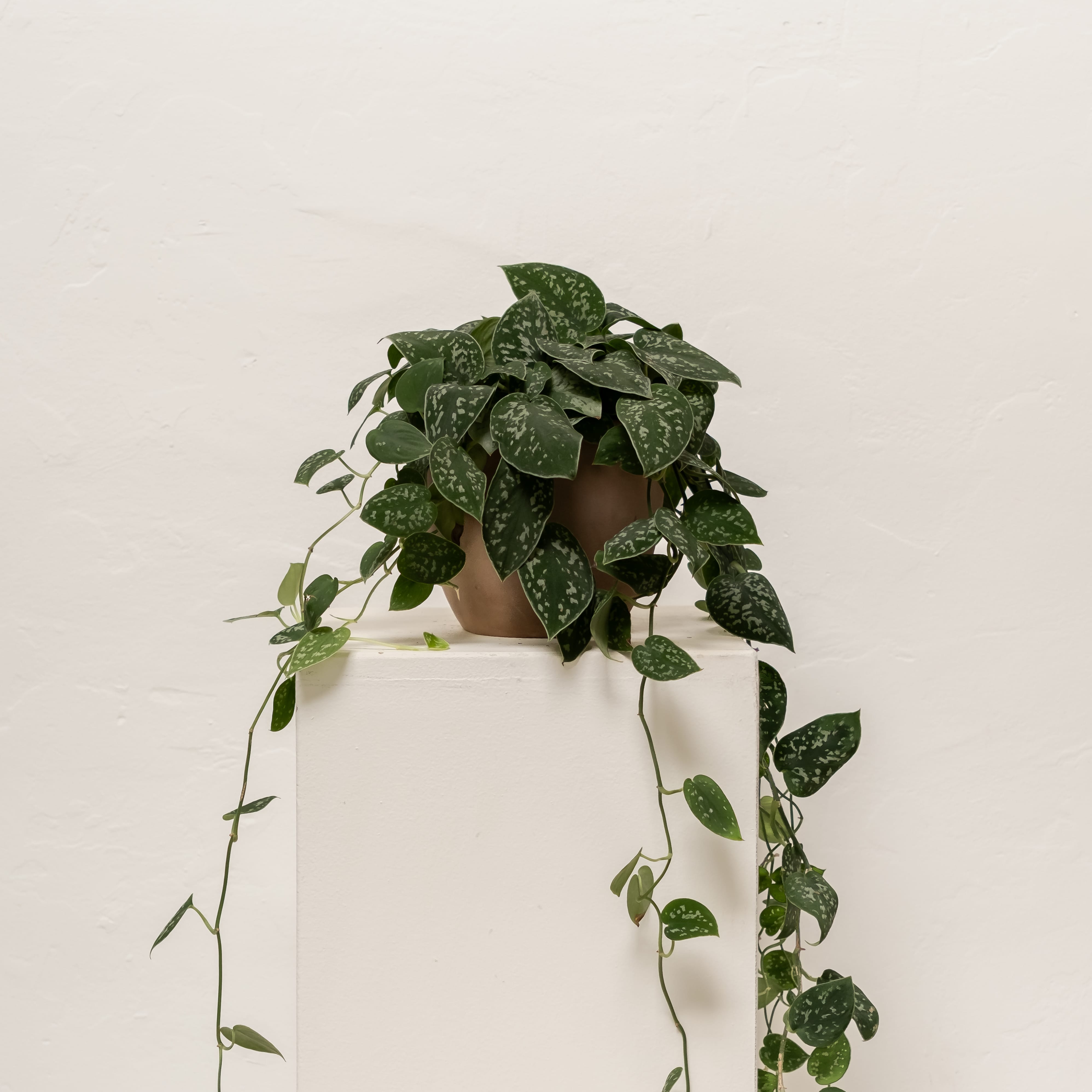 Silver Satin Pothos