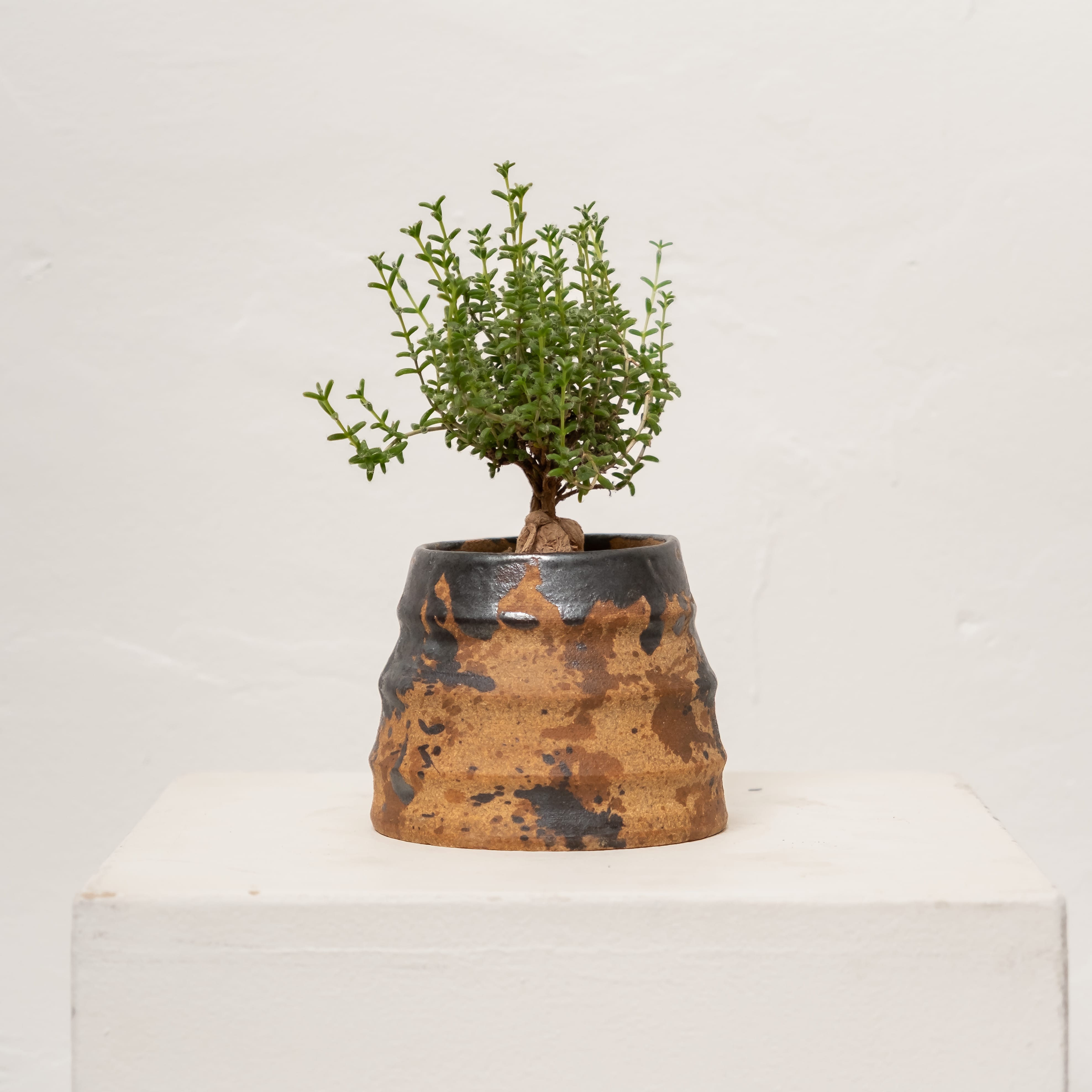 +COOP Live Plants Trichodiadema Bulbosum in Vessel