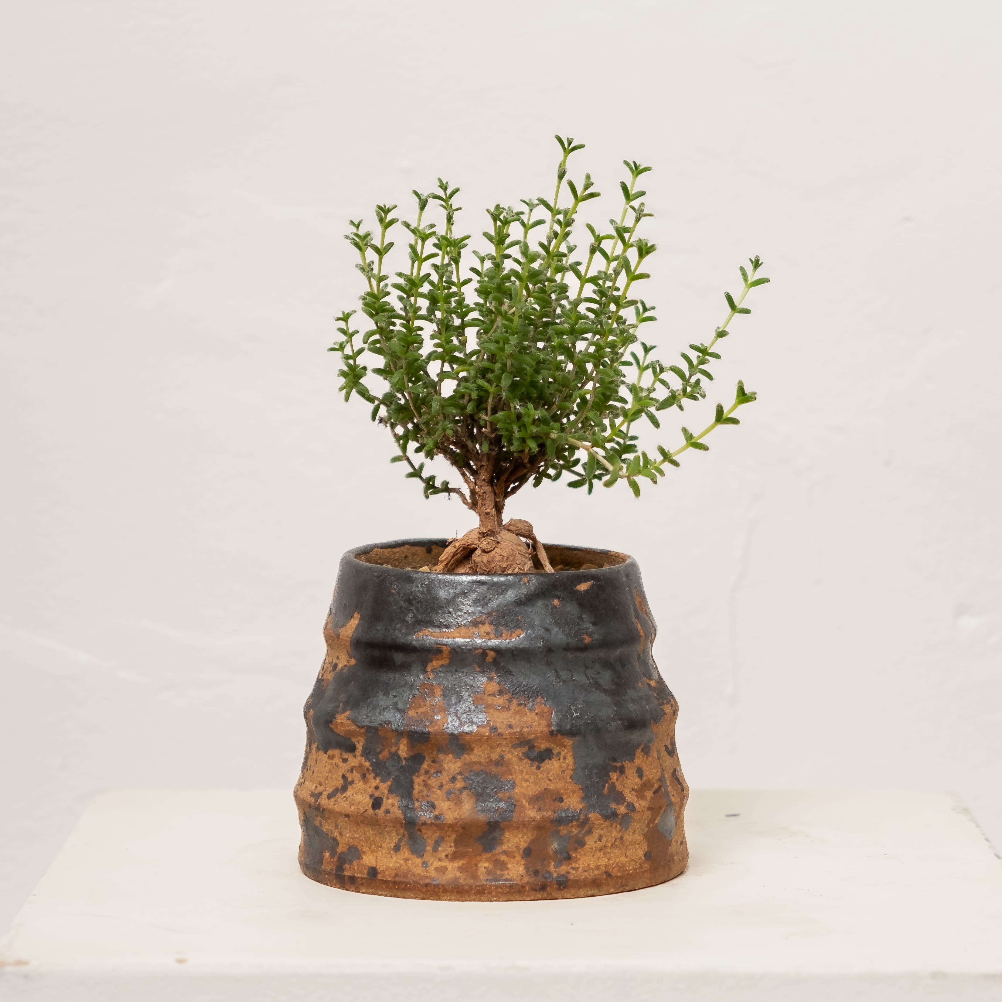+COOP Live Plants Trichodiadema Bulbosum in Vessel