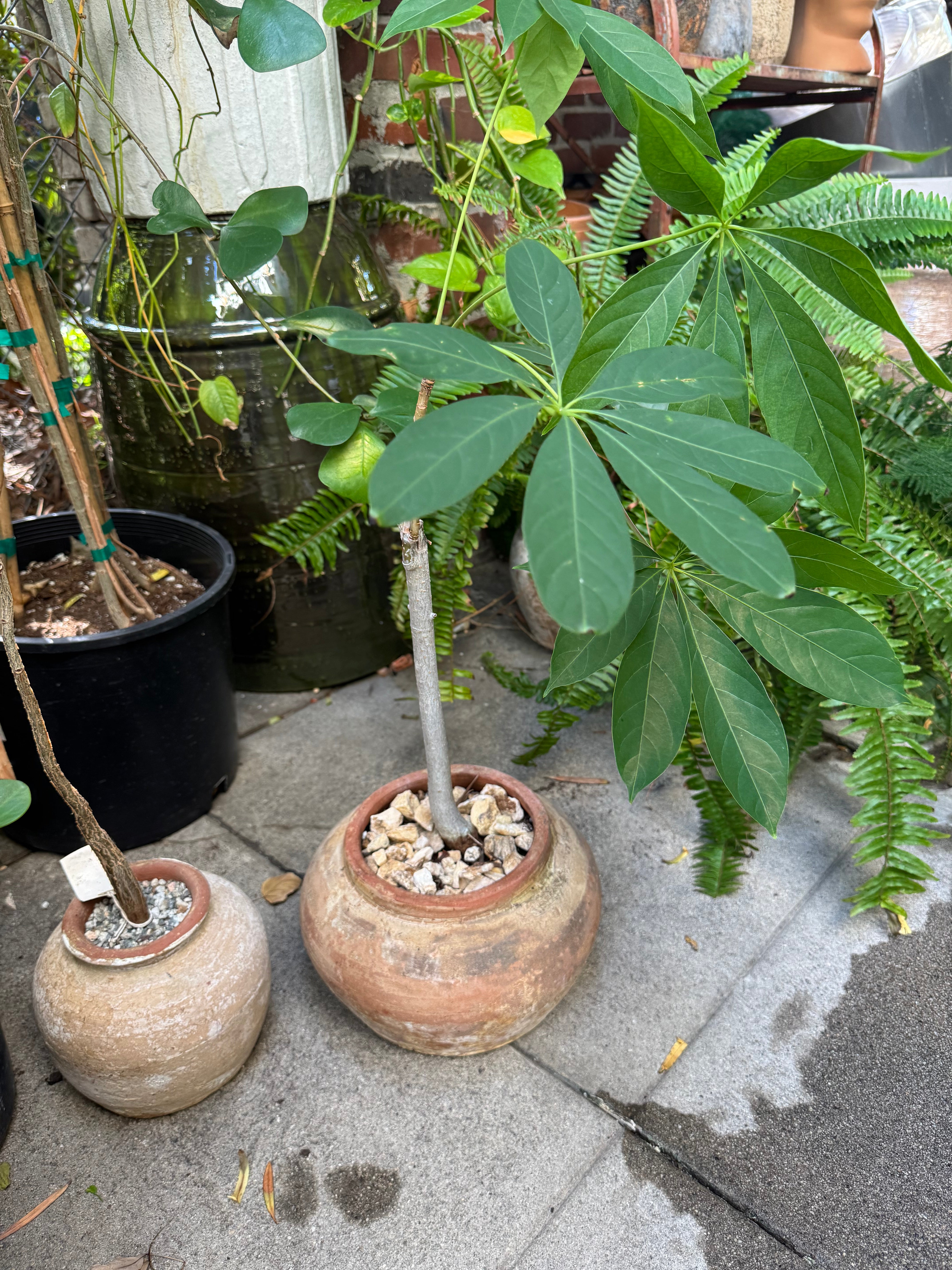 +COOP Schefflera