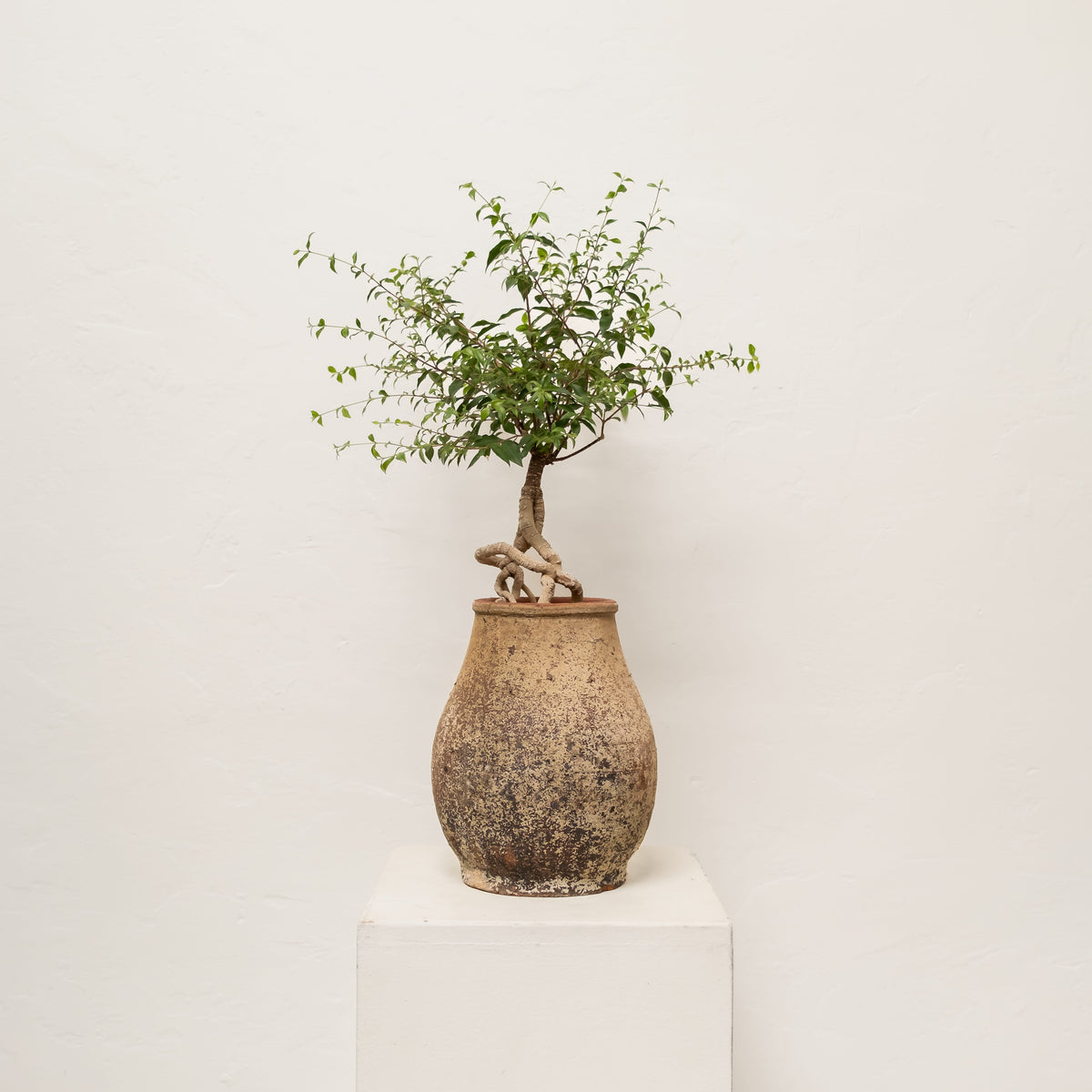 David Oliver Live Plants Hong Kong Bonsai in Weathered Vessel
