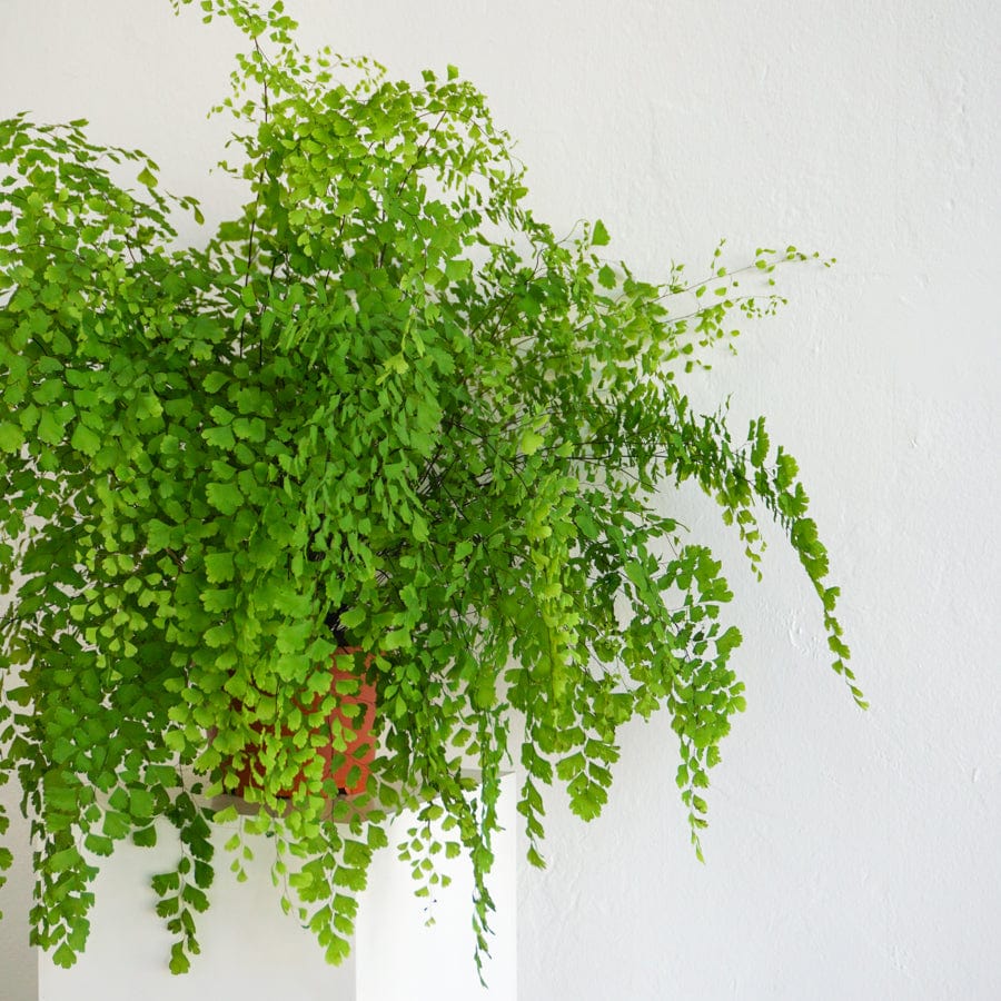 Feathery Indoor Plant - Maiden Hair Fern - +COOP