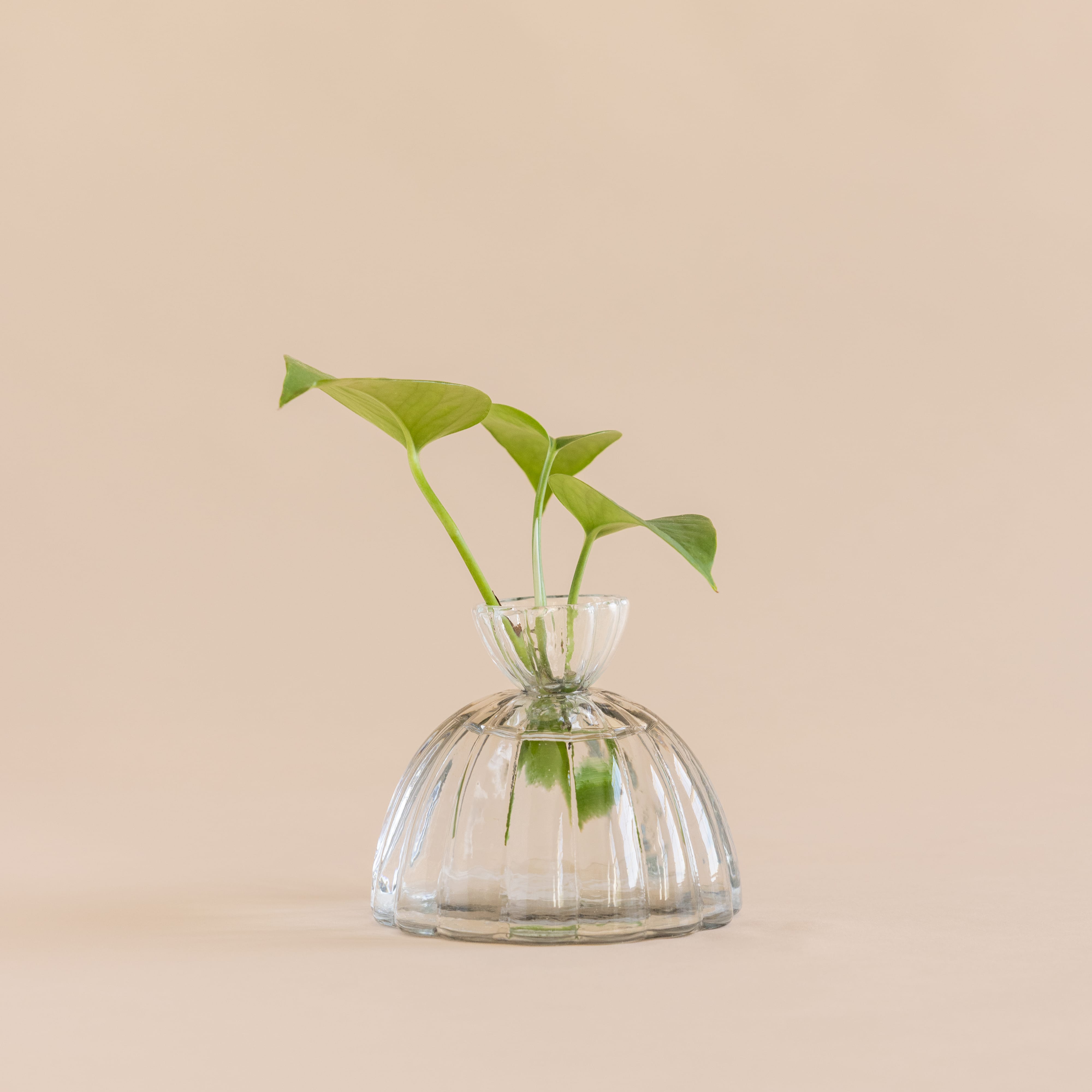 Floral Society Garden Tools + Objects Small Propagation Vase