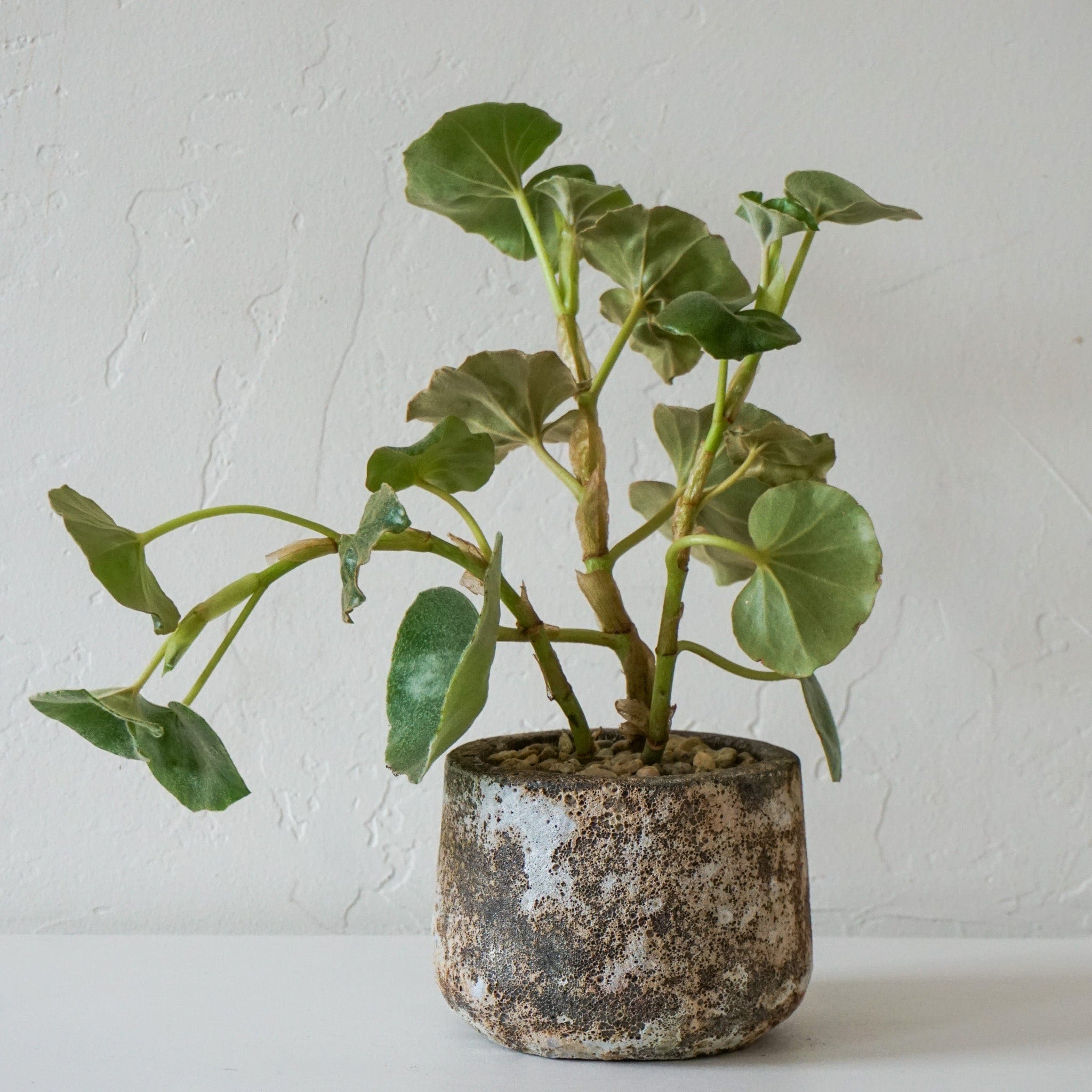 Flower Market Live Plants Rare Begonia in Grey Pitted Pot