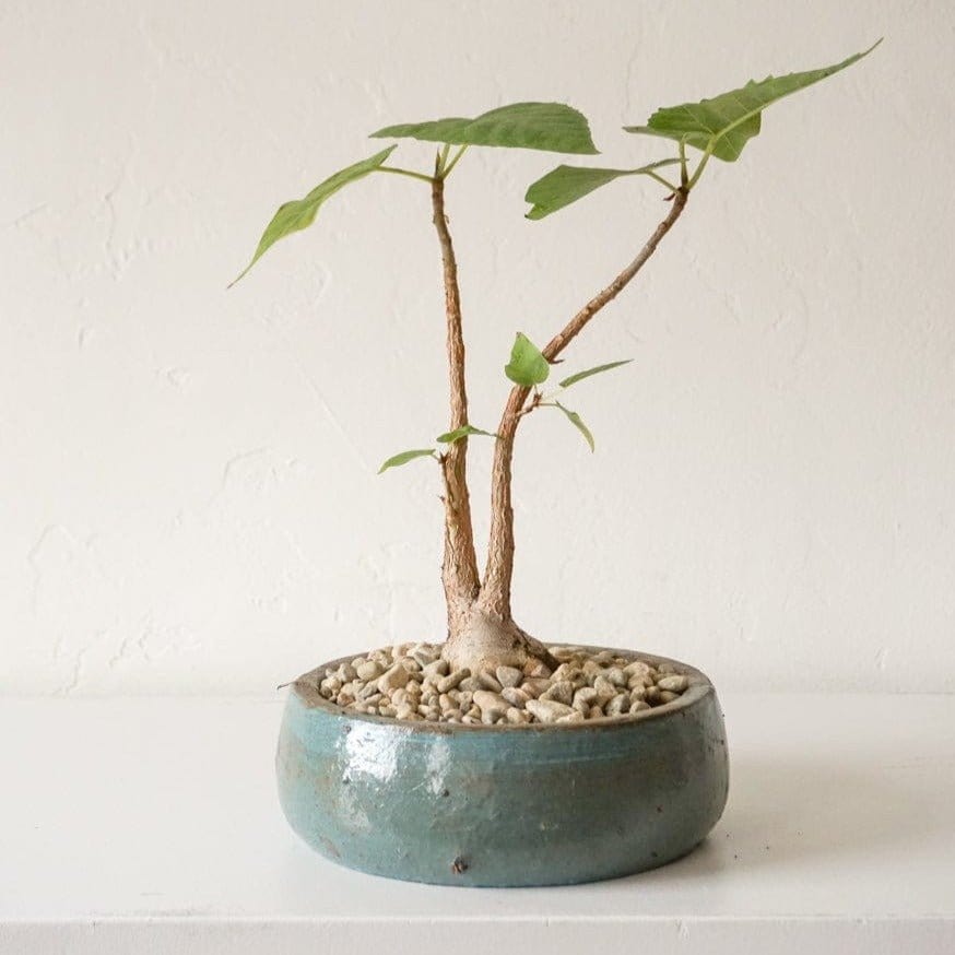 Inner Gardens Live Plants Ficus Brandegeei in Low Blue Pot