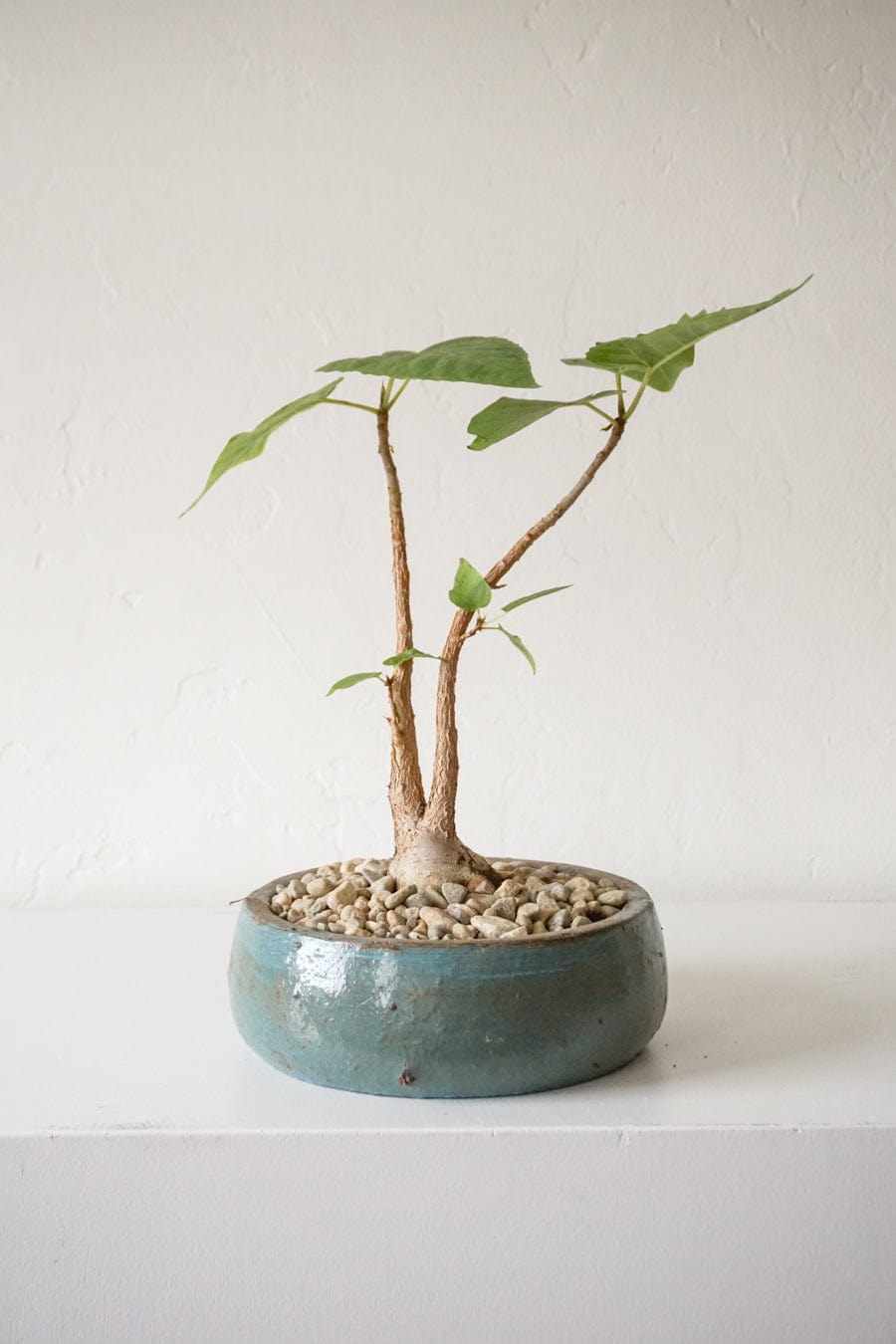 Inner Gardens Live Plants Ficus Brandegeei in Low Blue Pot