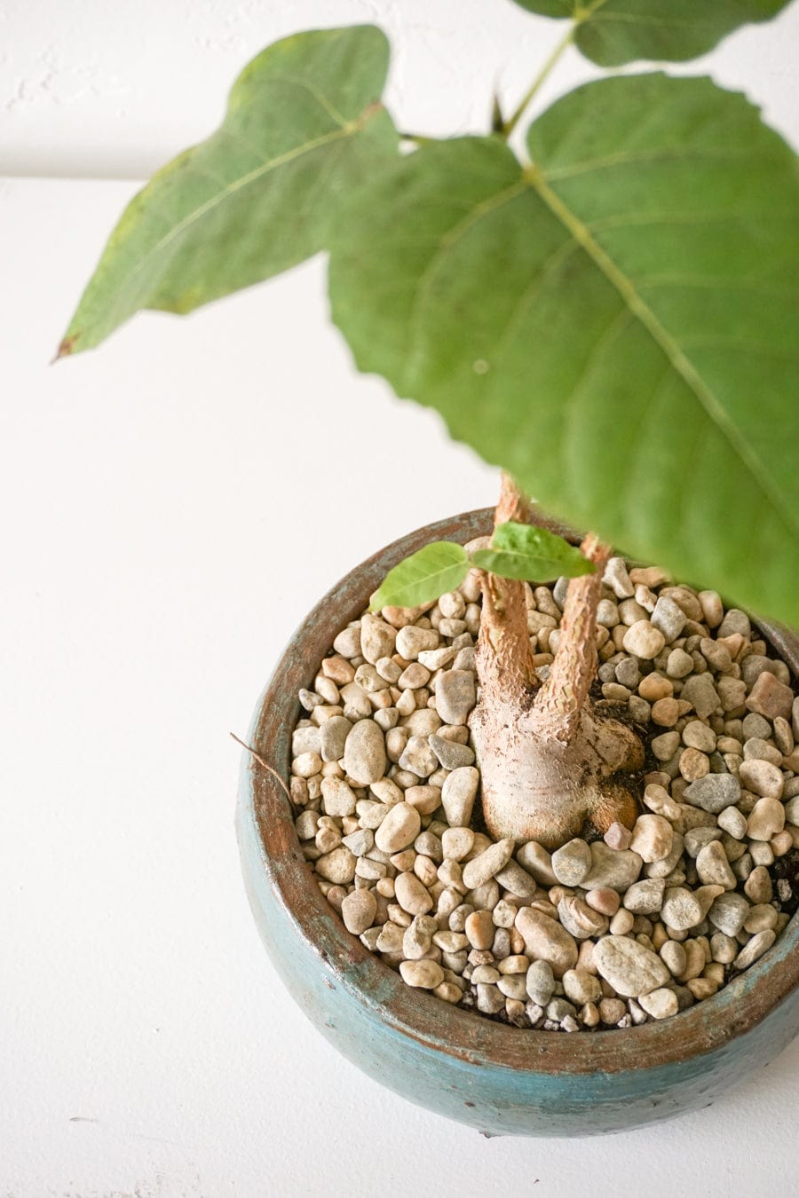 Inner Gardens Live Plants Ficus Brandegeei in Low Blue Pot