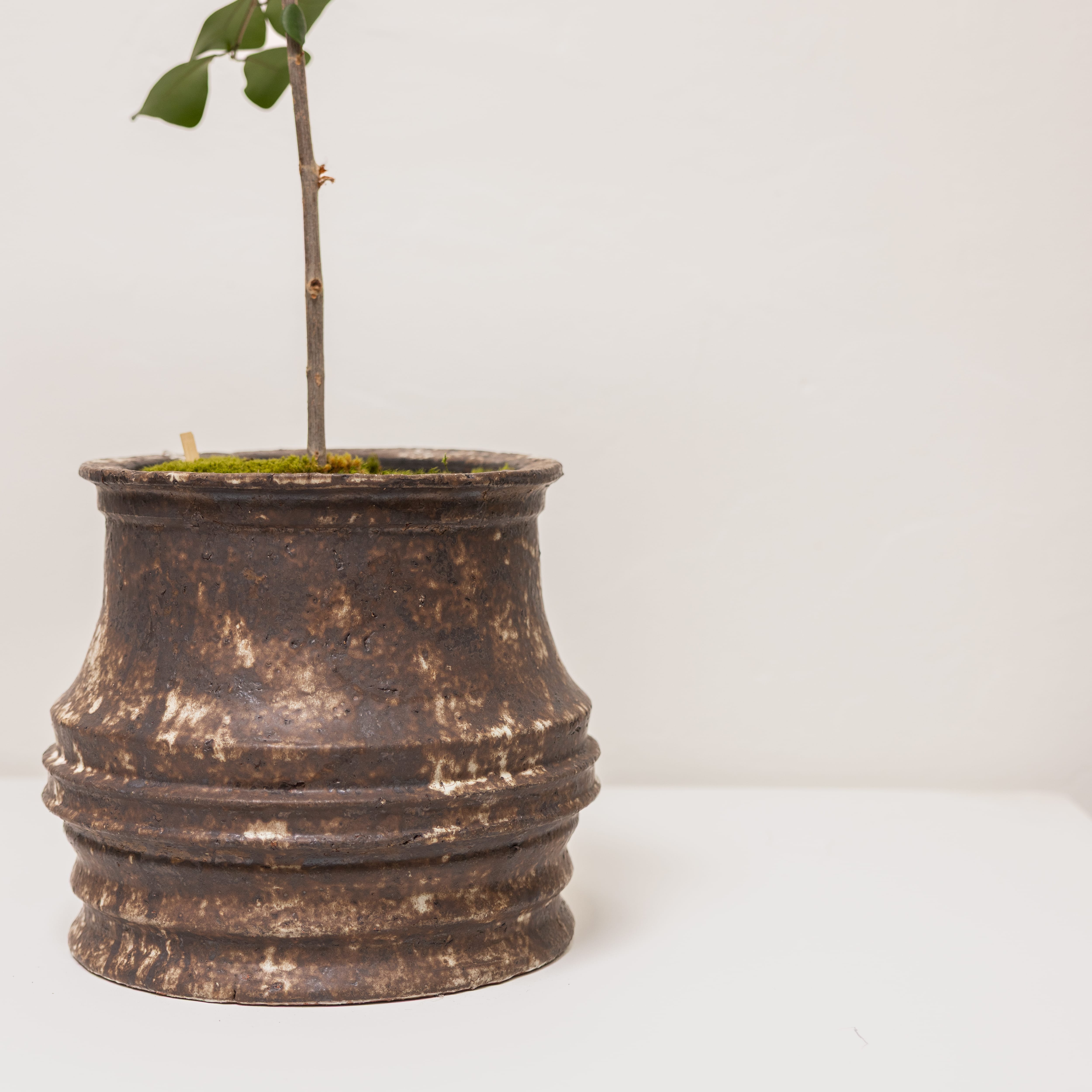 Inner Gardens Live Plants Ficus Triangularis in Sculptural Vessel