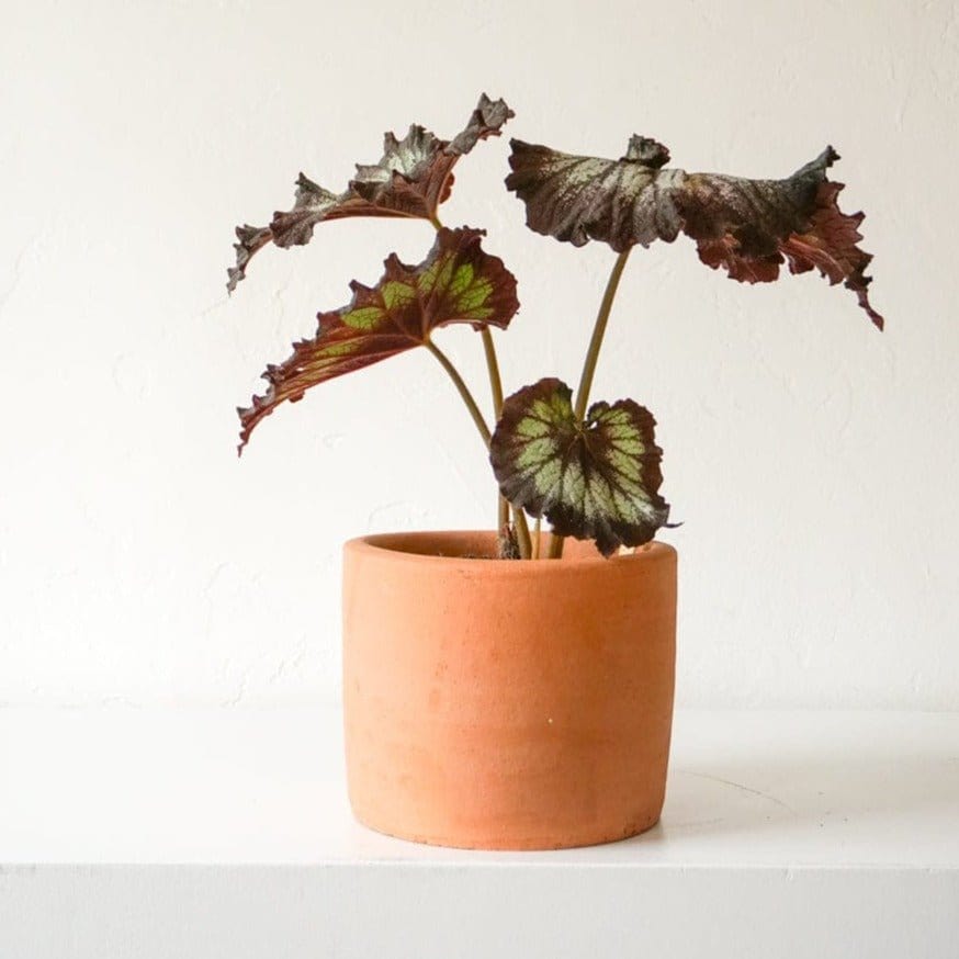 Inner Gardens Live Plants Midnight Begonia