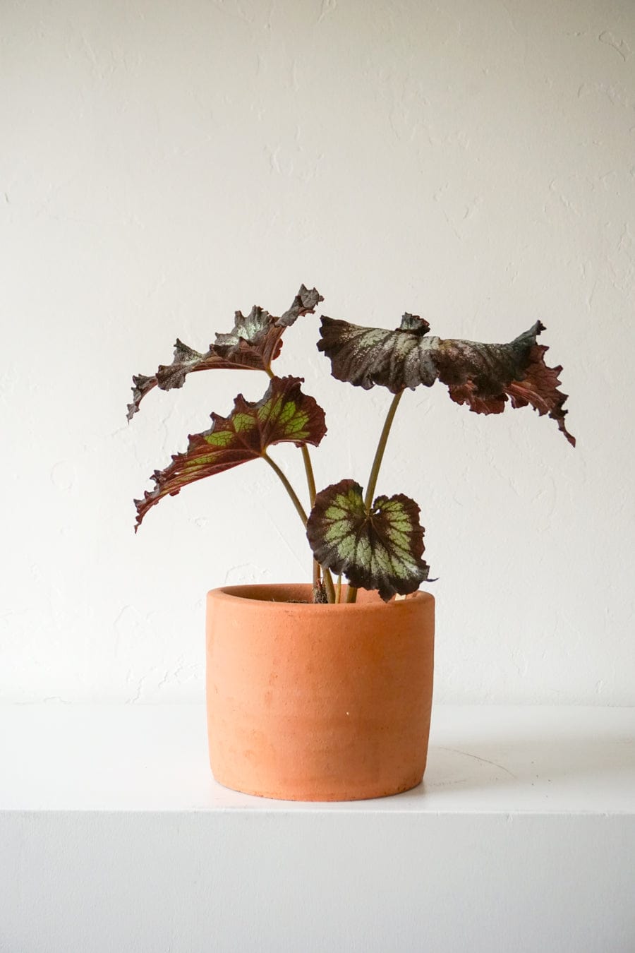 Inner Gardens Live Plants Midnight Begonia