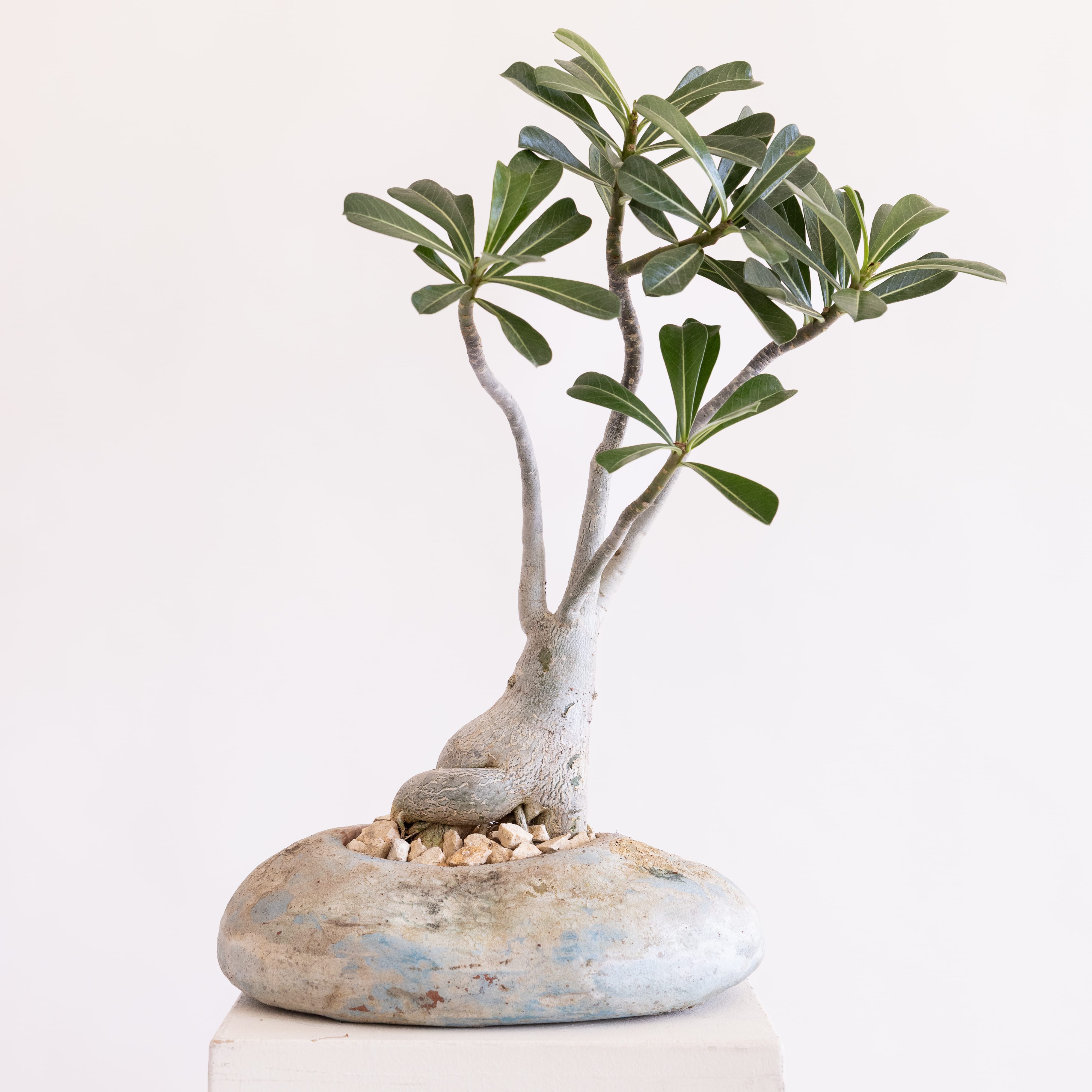 JONAS Live Plants Adenium in Low Blue Bowl