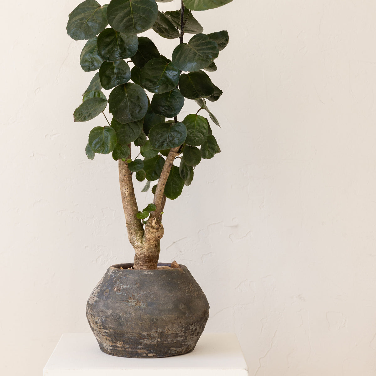 JONAS Live Plants Aralia Fabian Stump in Aged Black Pot