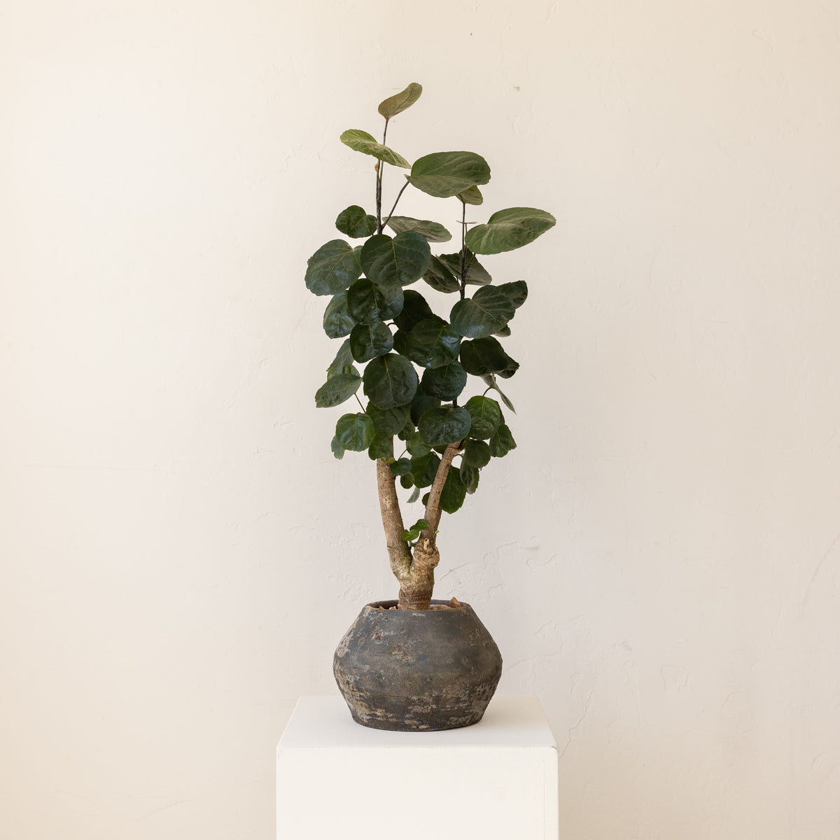 JONAS Live Plants Aralia Fabian Stump in Aged Black Pot