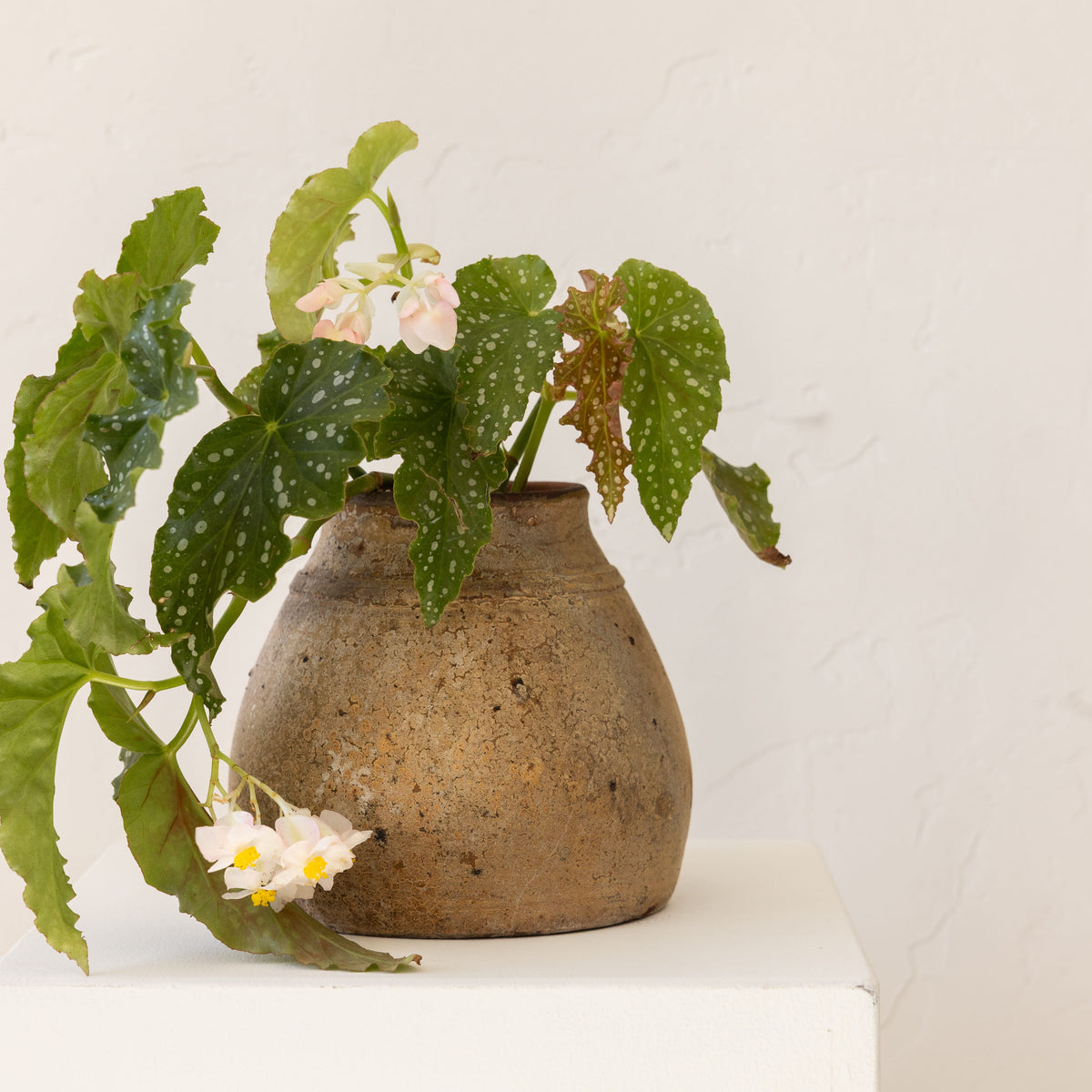 JONAS Live Plants Begonia Angel Wings in Terracotta Vessel