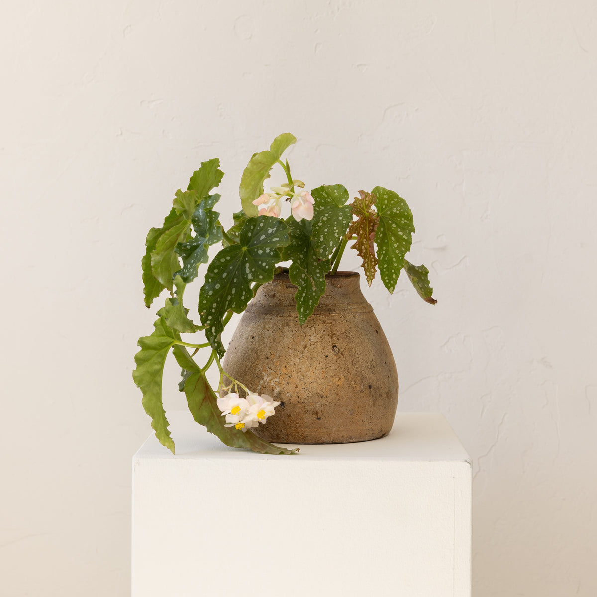 JONAS Live Plants Begonia Angel Wings in Terracotta Vessel