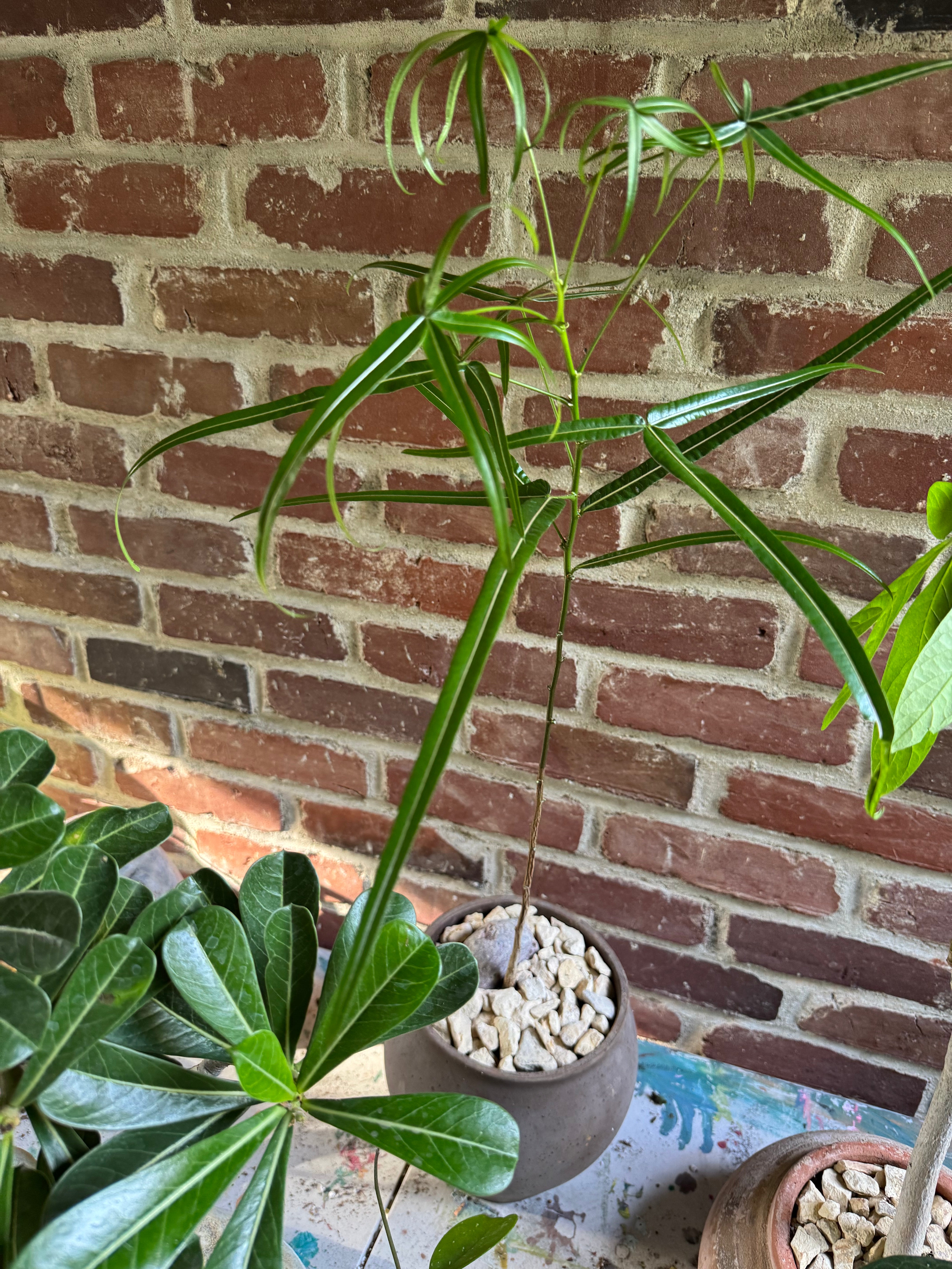 JONAS Live Plants Brachychiton in Brown Vessel