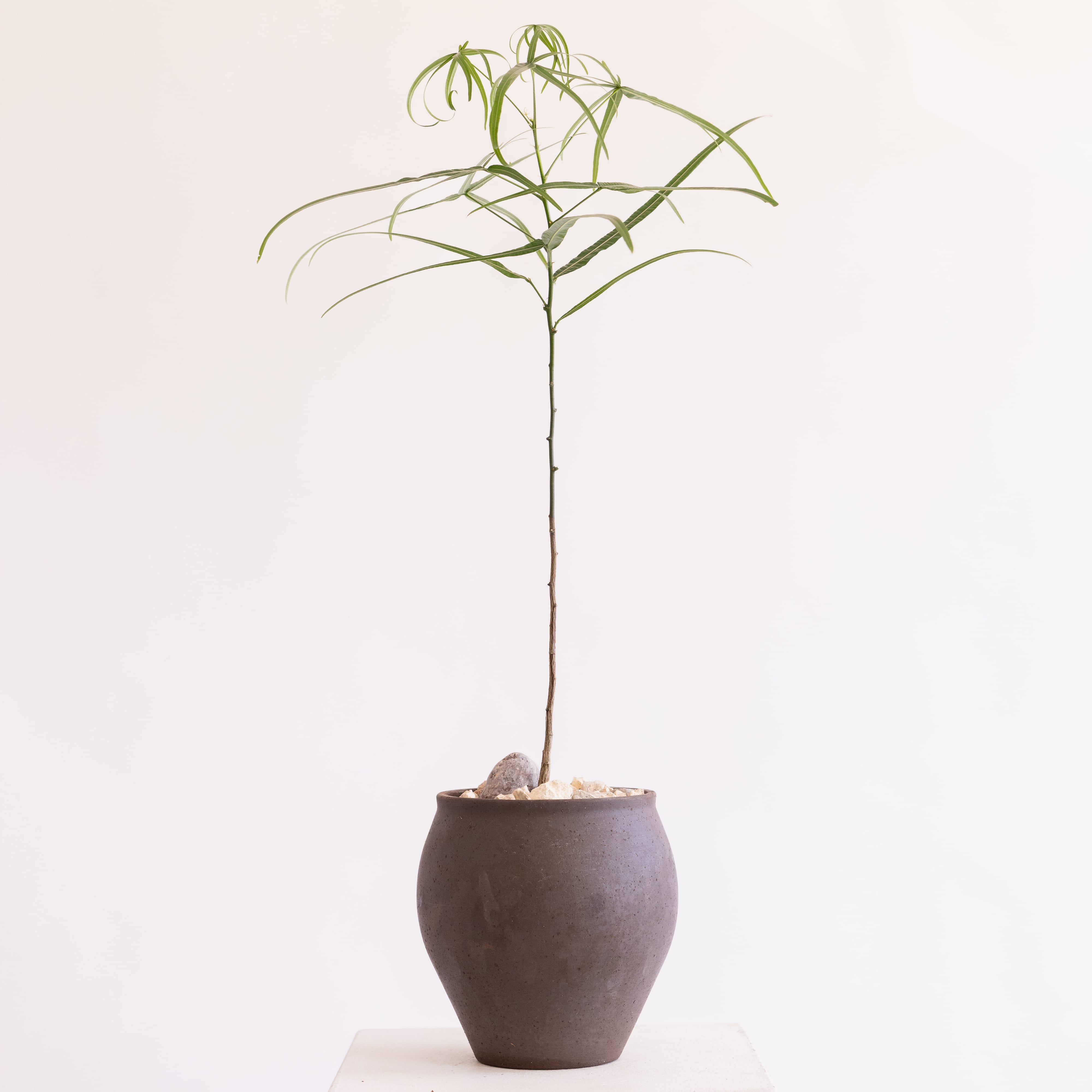 JONAS Live Plants Brachychiton in Brown Vessel