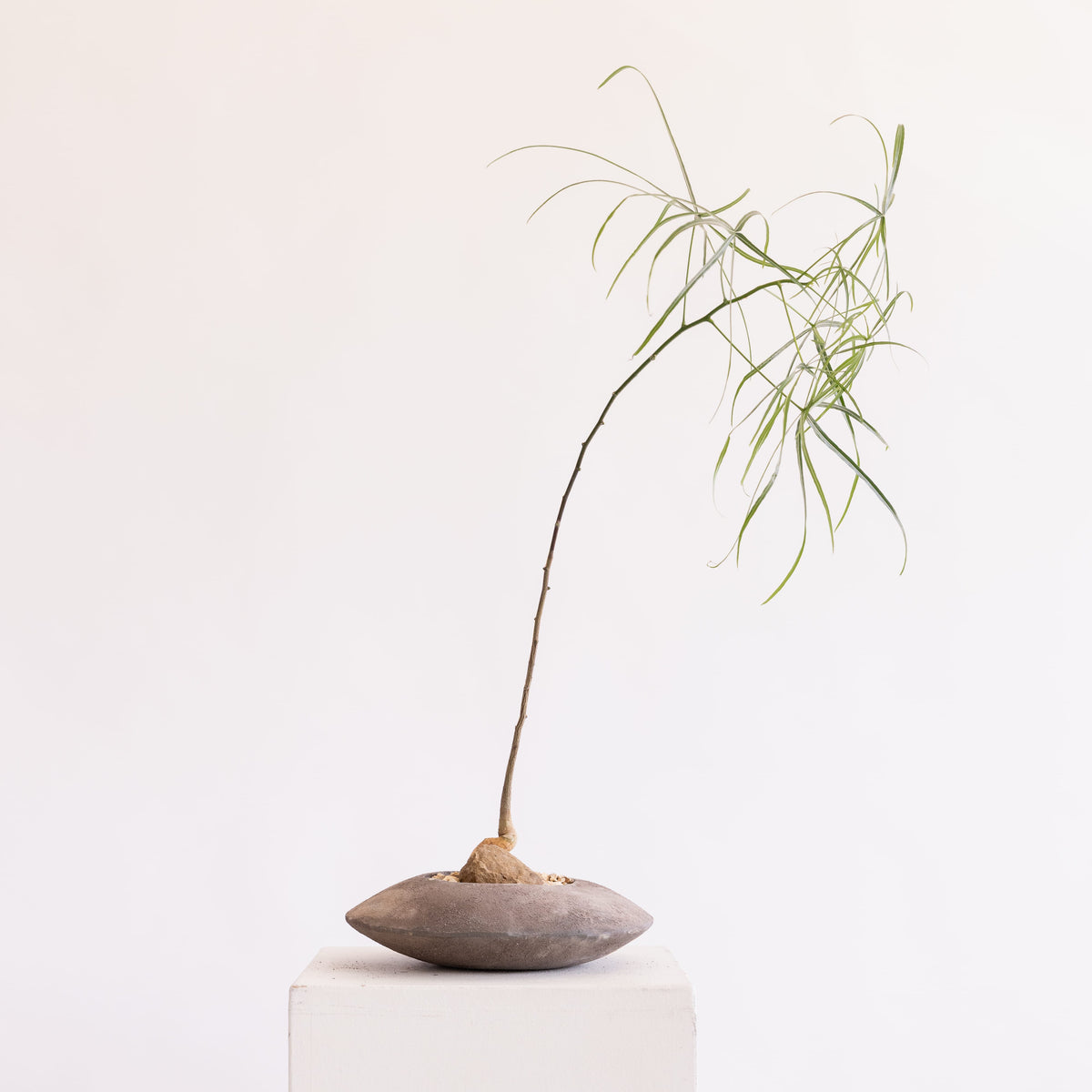 JONAS Live Plants Brachychiton in Low Vessel