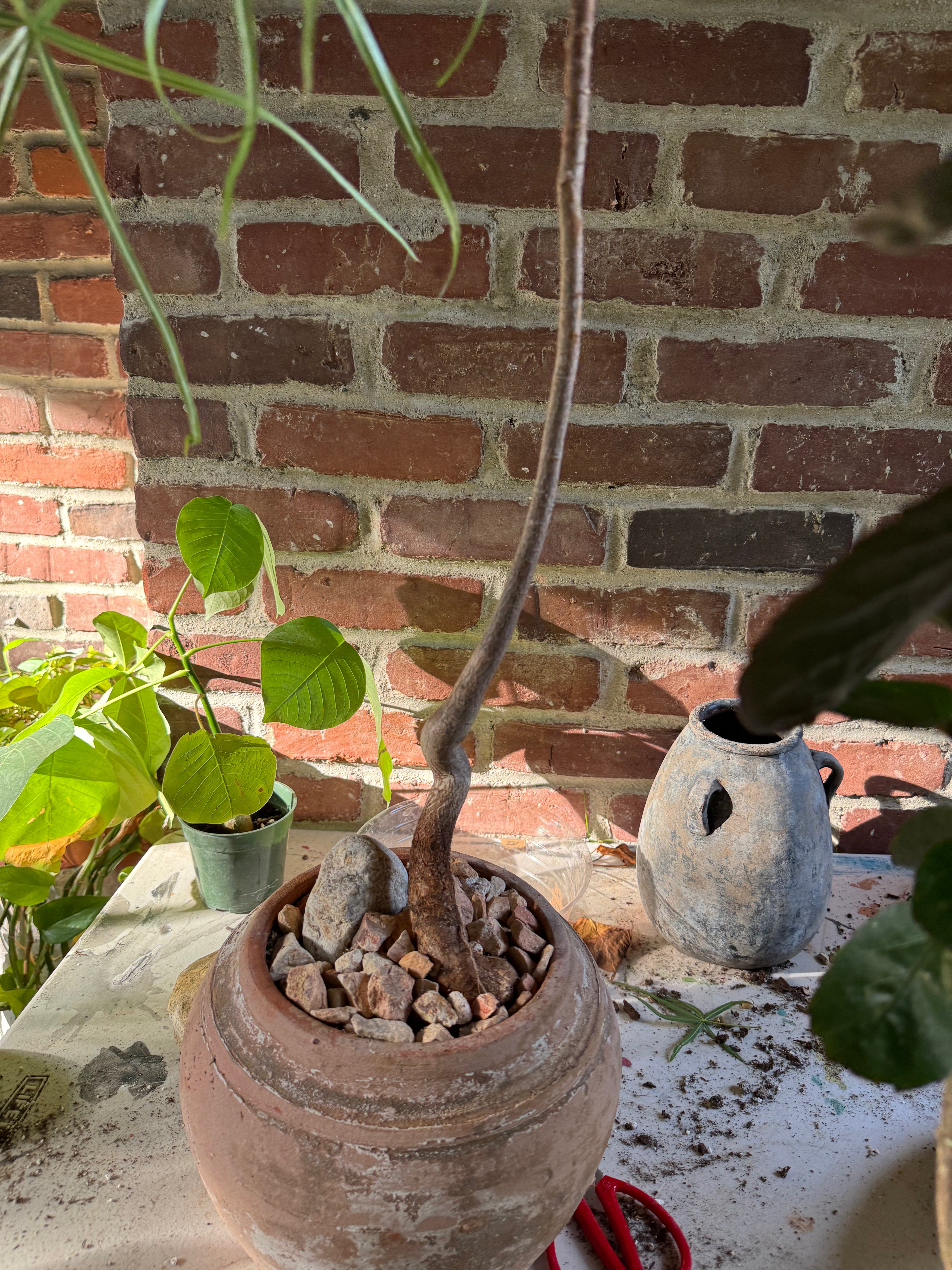 JONAS Live Plants Brachychiton in Washed Terracota