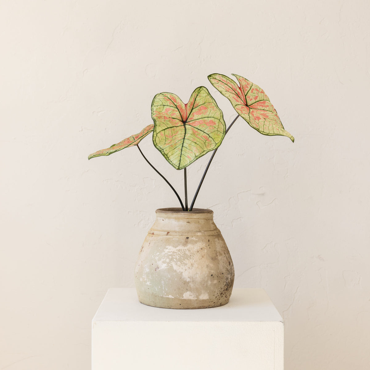 JONAS Live Plants Caladium Strawberry Star in Aged White Pot