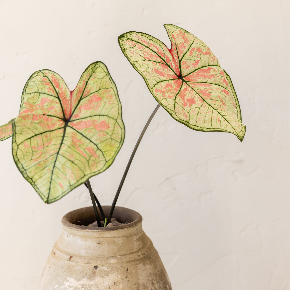 JONAS Live Plants Caladium Strawberry Star in Aged White Pot