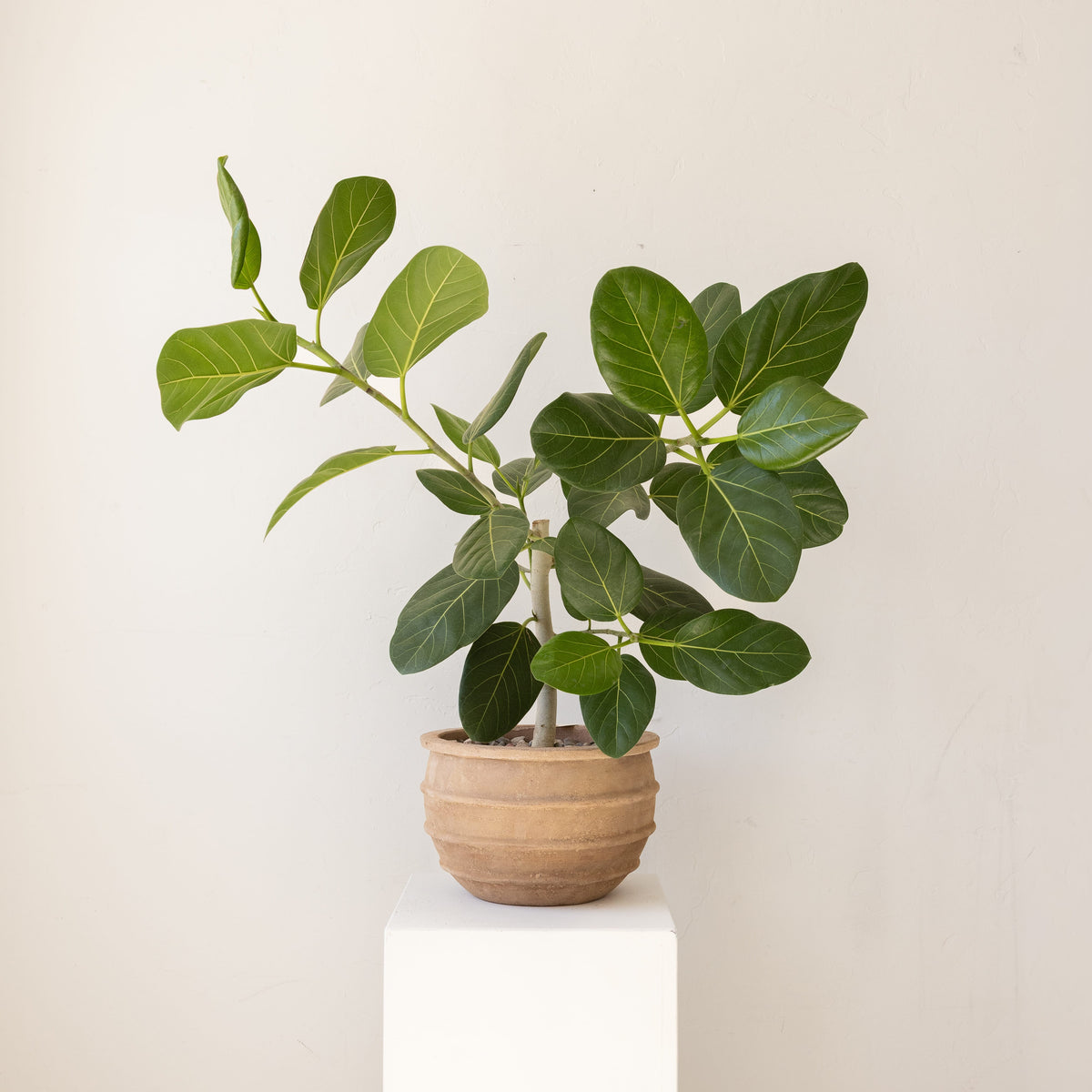 JONAS Live Plants Ficus Audrey in Pot with Rings