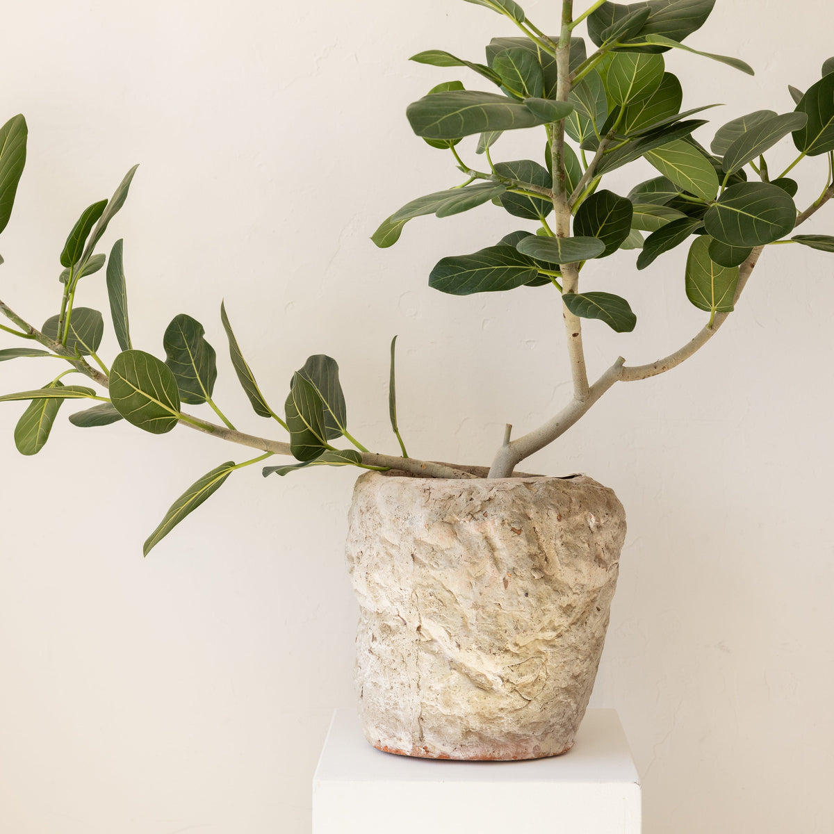 JONAS Live Plants Ficus Audrey in Textured Pot