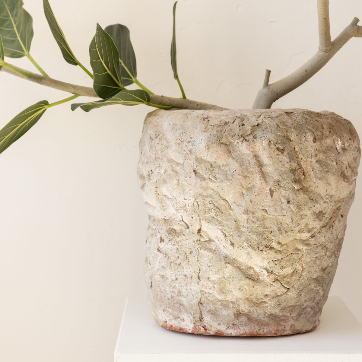 JONAS Live Plants Ficus Audrey in Textured Pot
