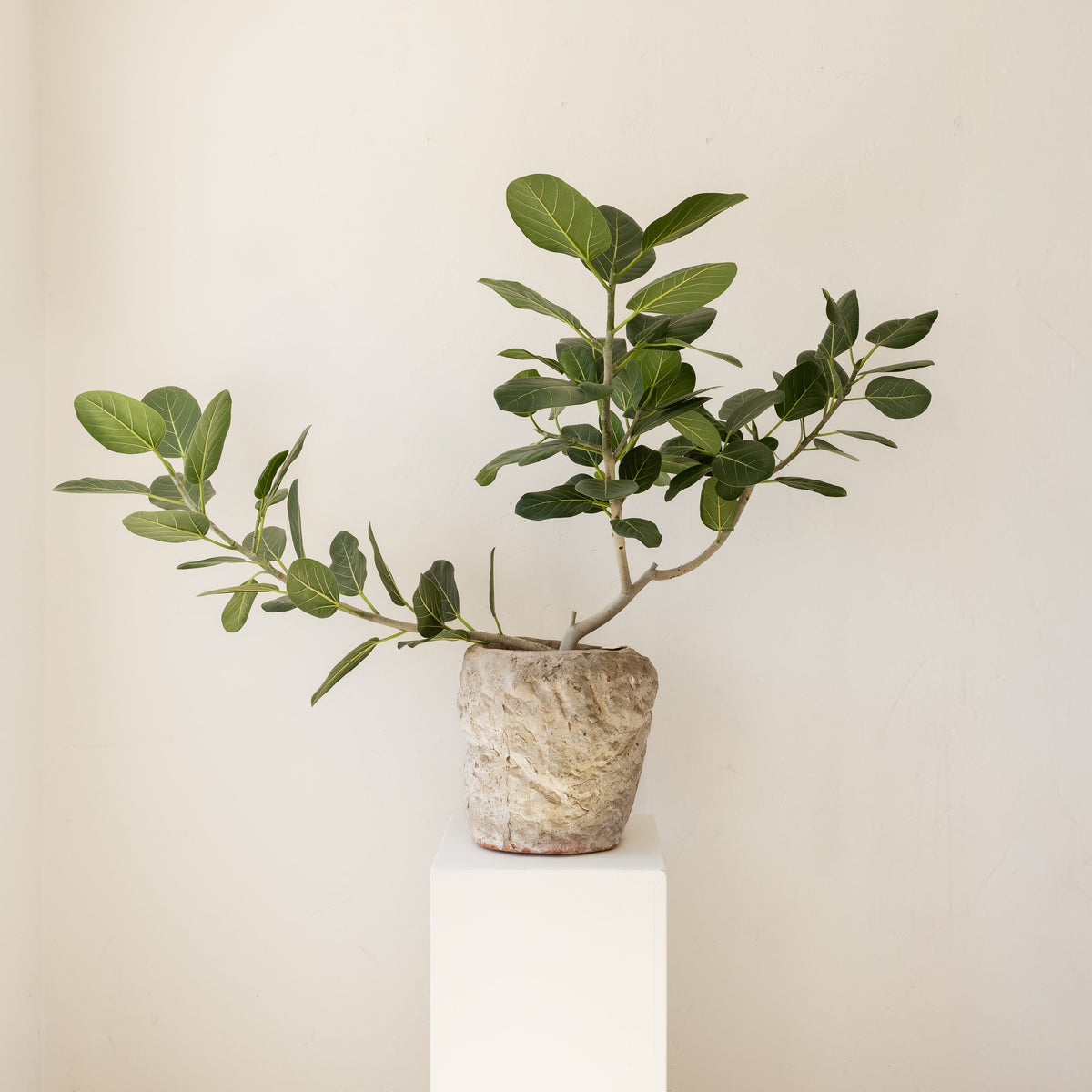 JONAS Live Plants Ficus Audrey in Textured Pot