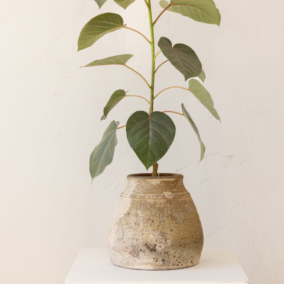 JONAS Live Plants Ficus Religiosa in Aged White Pot