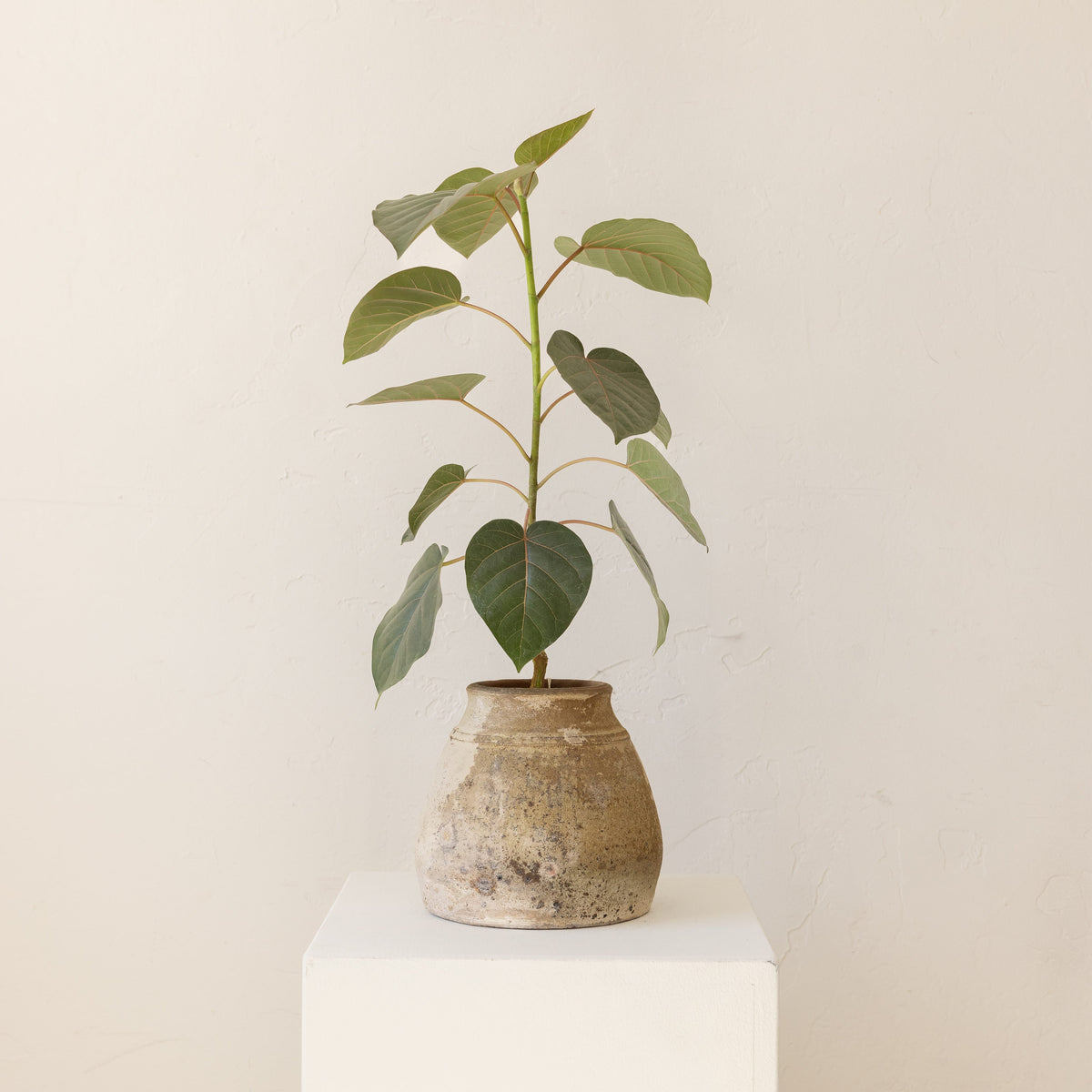 JONAS Live Plants Ficus Religiosa in Aged White Pot