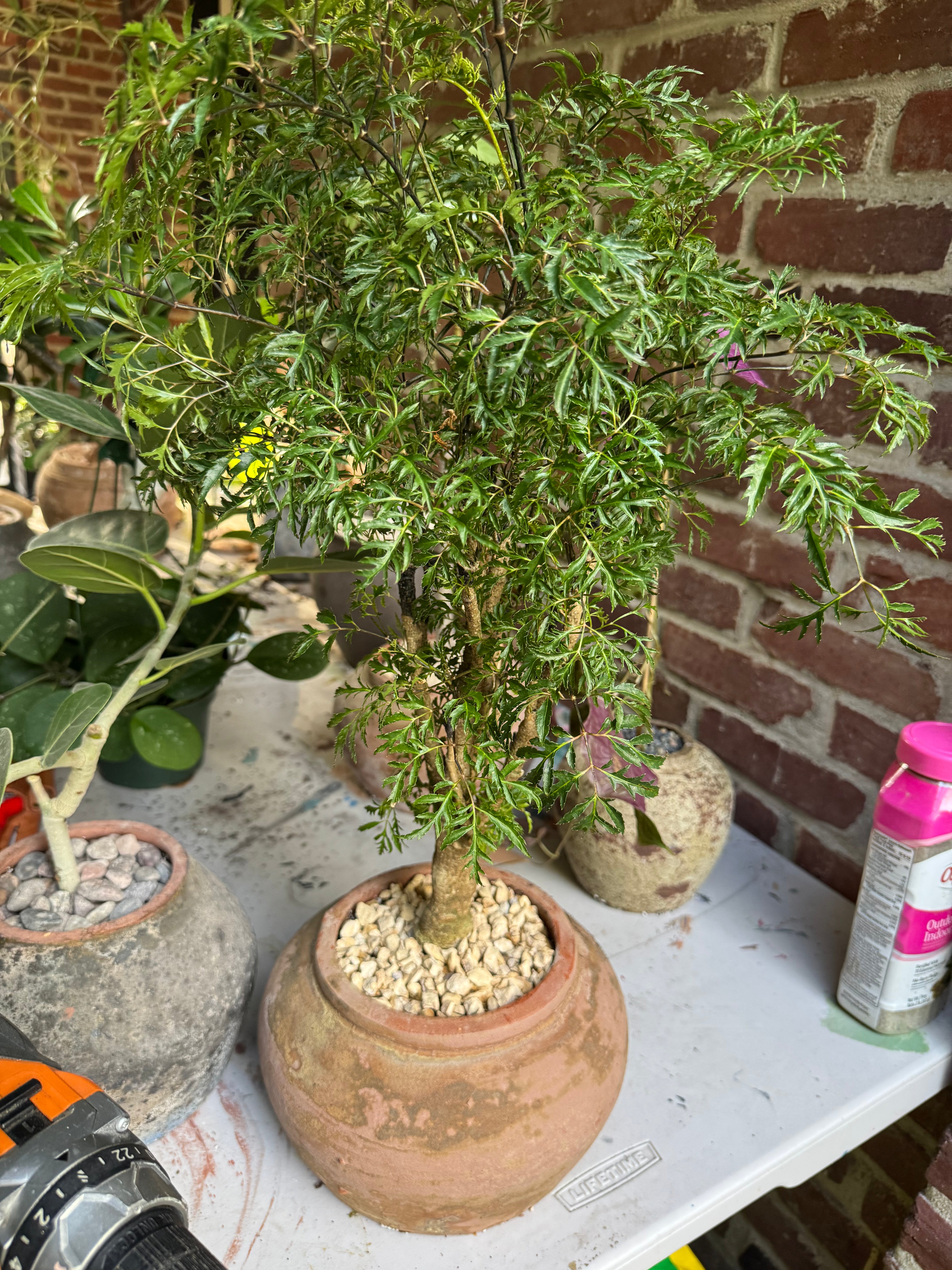 JONAS Live Plants Polyscias Fruticosa Plant