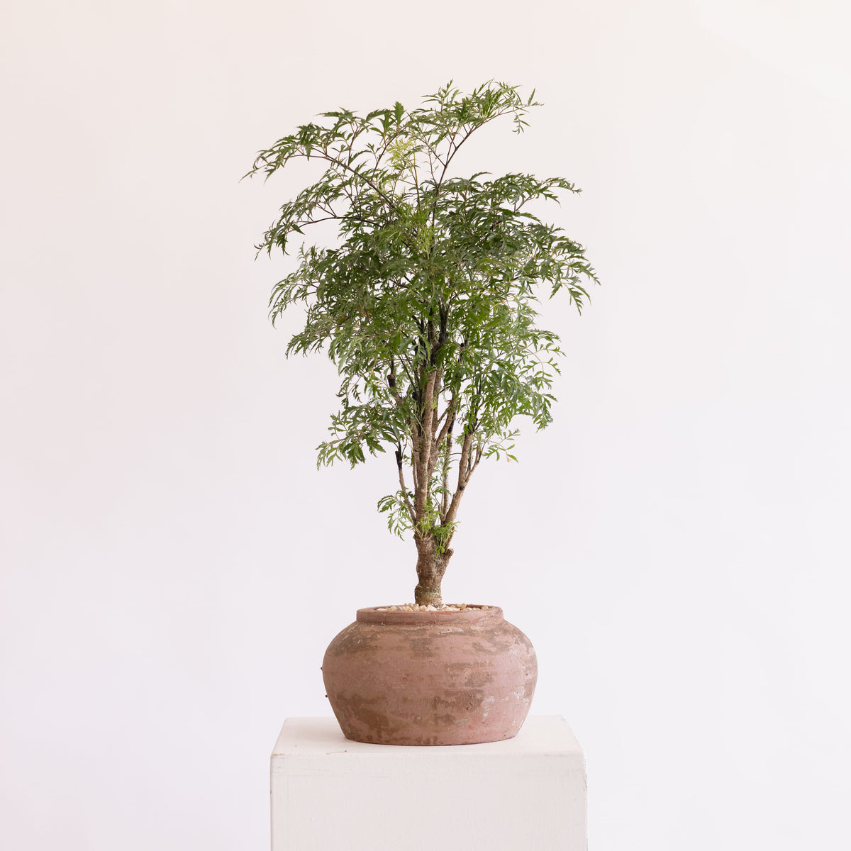 JONAS Live Plants Polyscias Fruticosa Plant in Terracotta Vessel