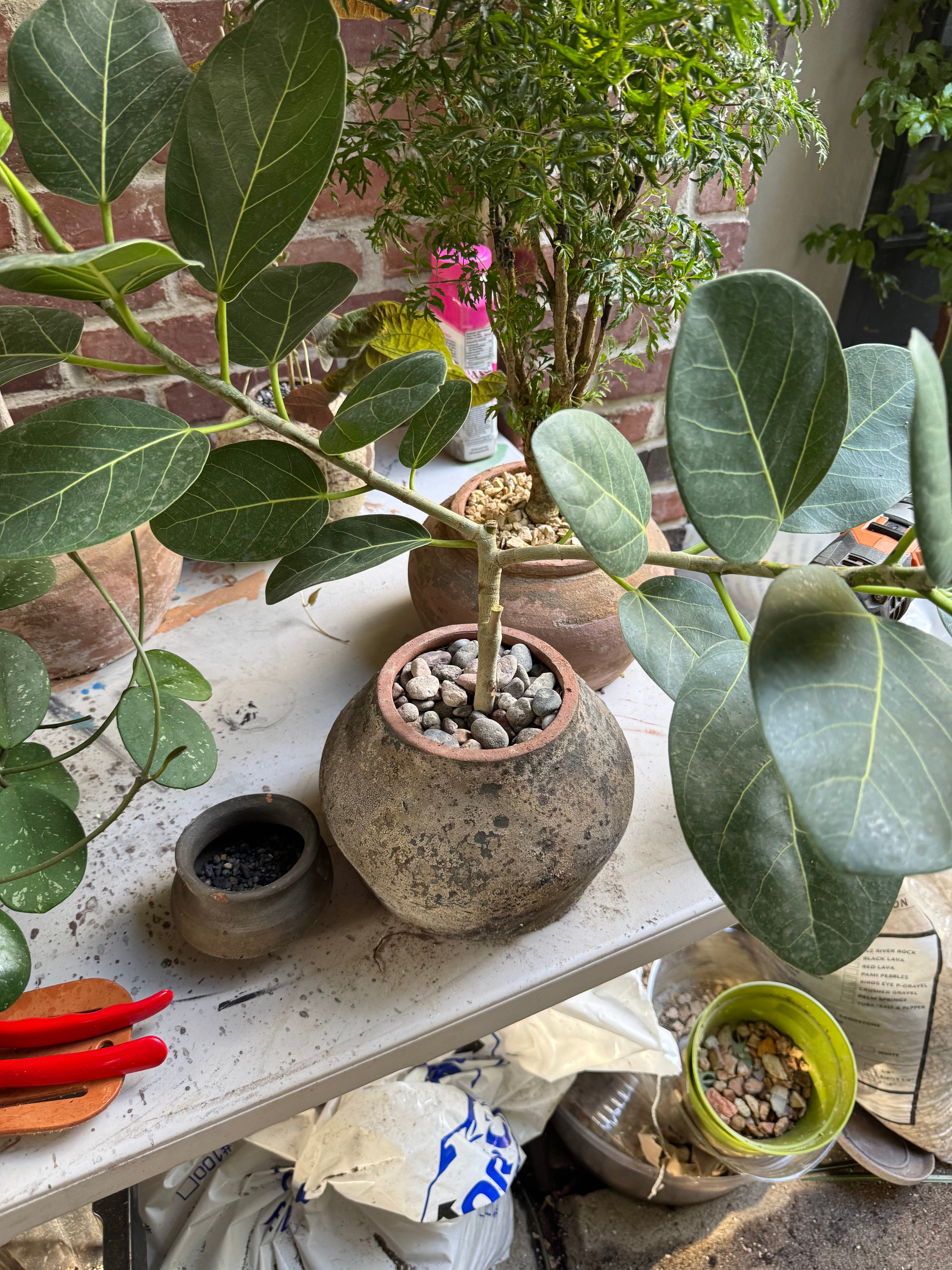 JONAS Live Plants Small Ficus Audrey In Black Washed Terracota