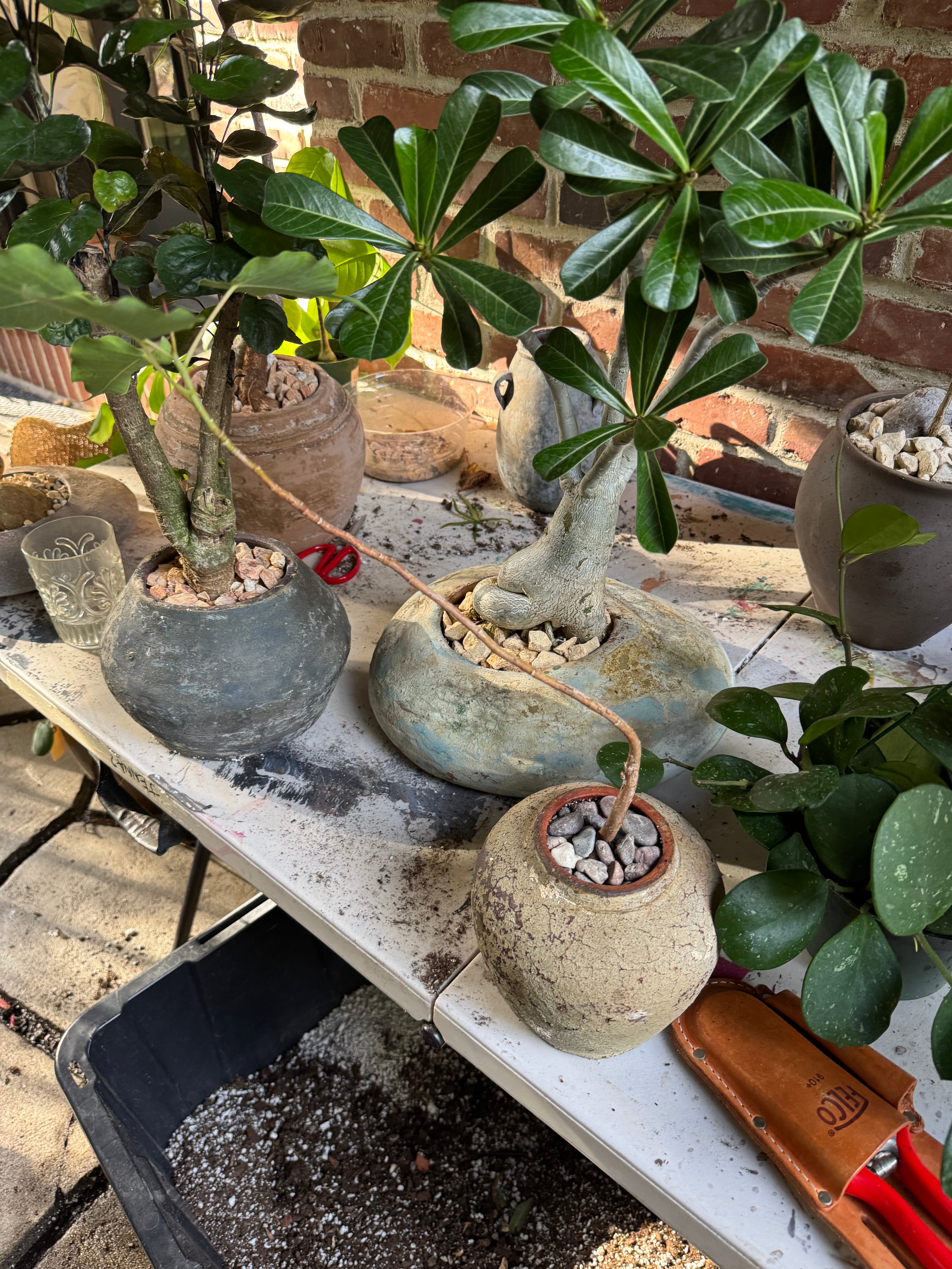 JONAS Live Plants Small Ficus Religiosa