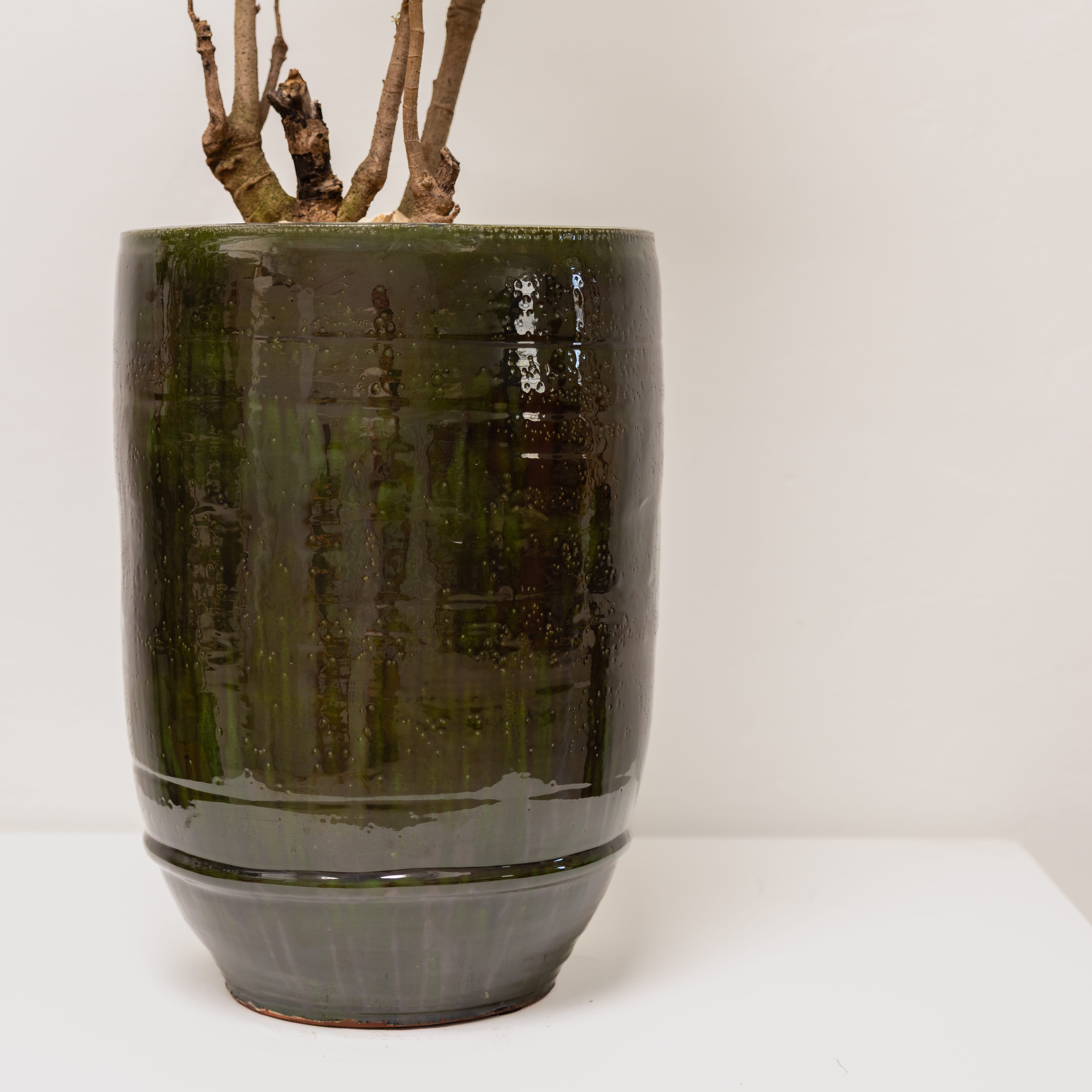 Plants + Spaces Live Plants Aralia Fabian in Glazed Ceramic Vessel