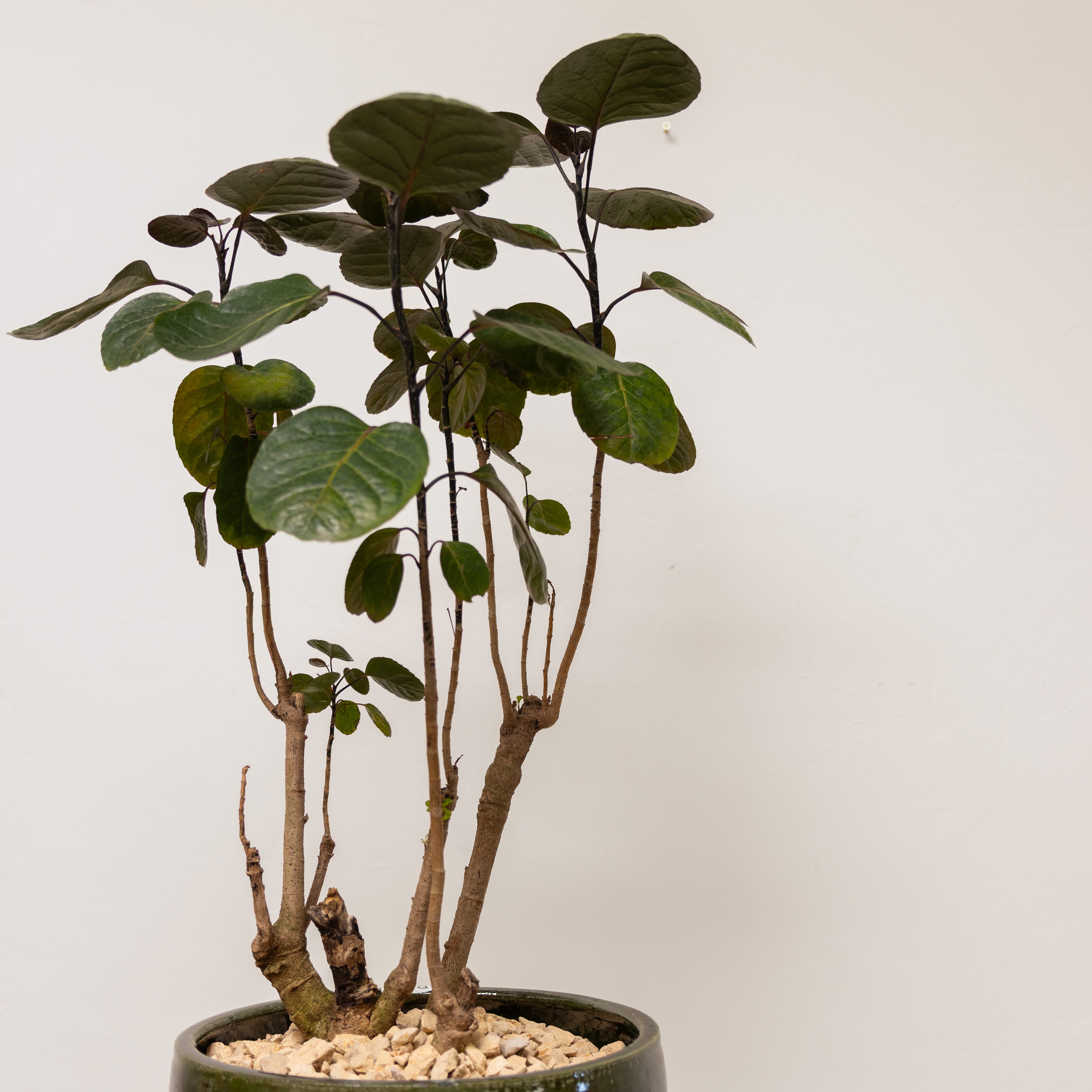 Plants + Spaces Live Plants Aralia Fabian in Glazed Ceramic Vessel