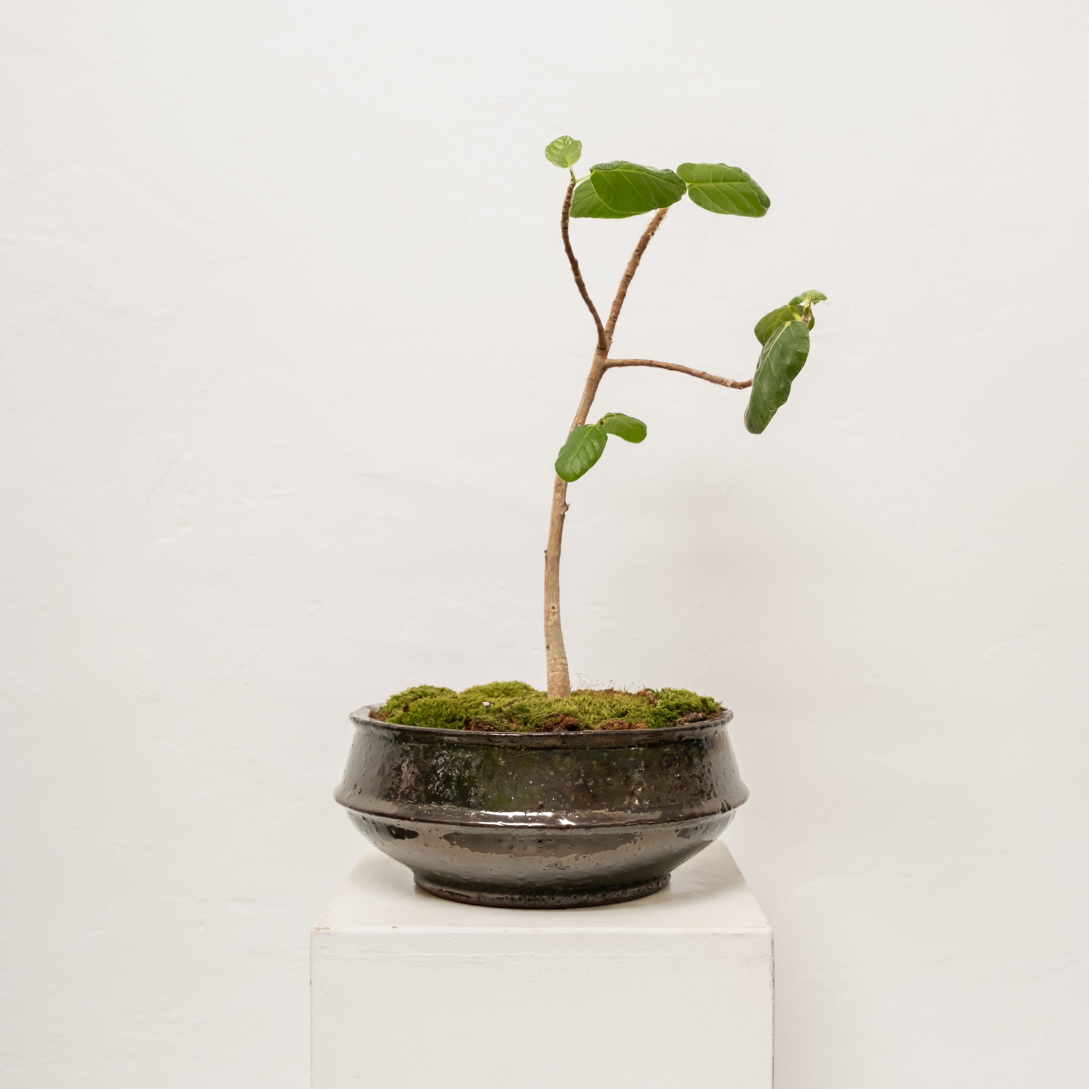 Plants + Spaces Live Plants Bonsai Ficus in Ceramic Vessel